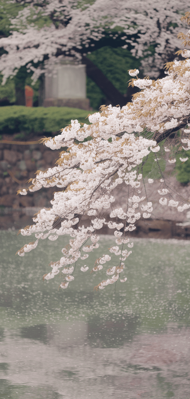 10 Best Spring Trees Ideas