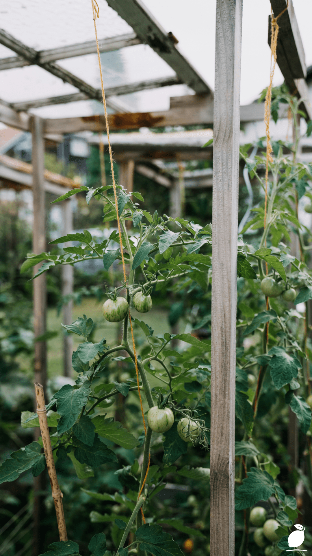 How Our Cattle Panel Trellis Planner Reclaims Your Growing Space