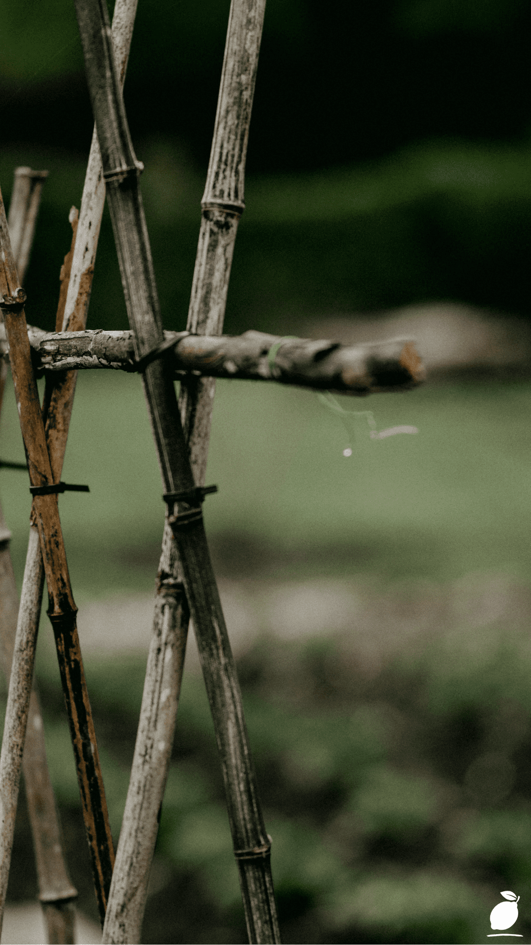 How Our Cattle Panel Trellis Planner Reclaims Your Growing Space