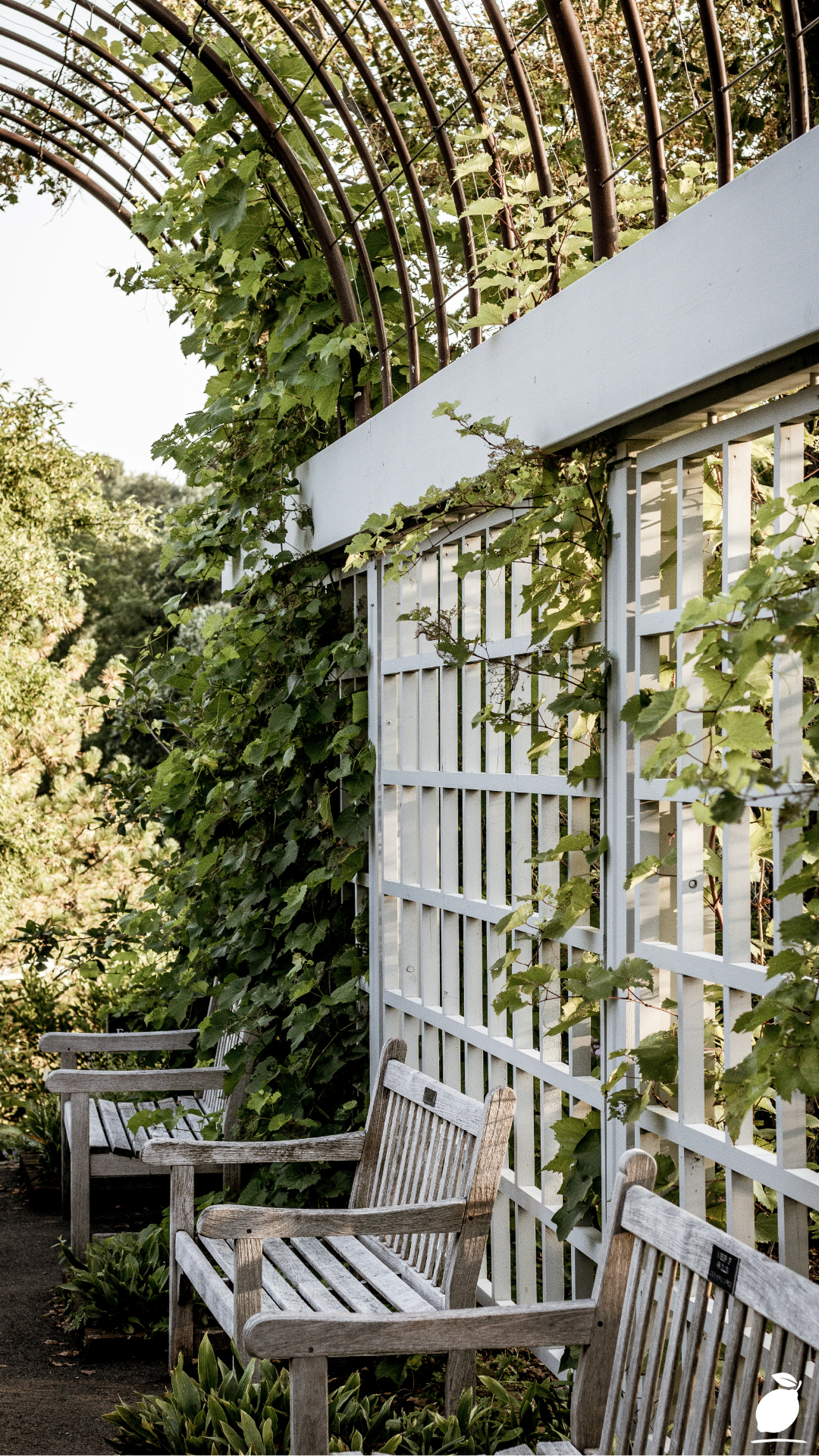 How Our Cattle Panel Trellis Planner Reclaims Your Growing Space