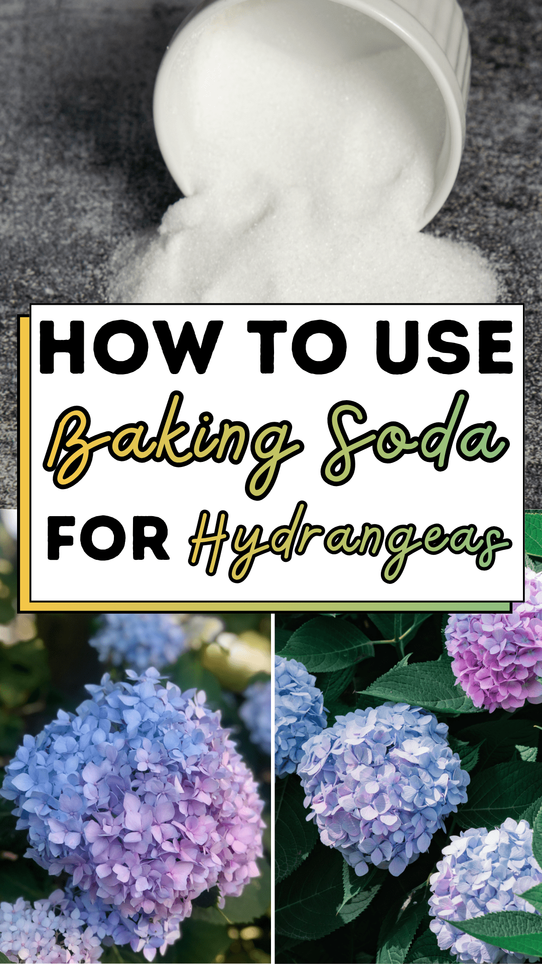 How to Use Baking Soda for Hydrangeas