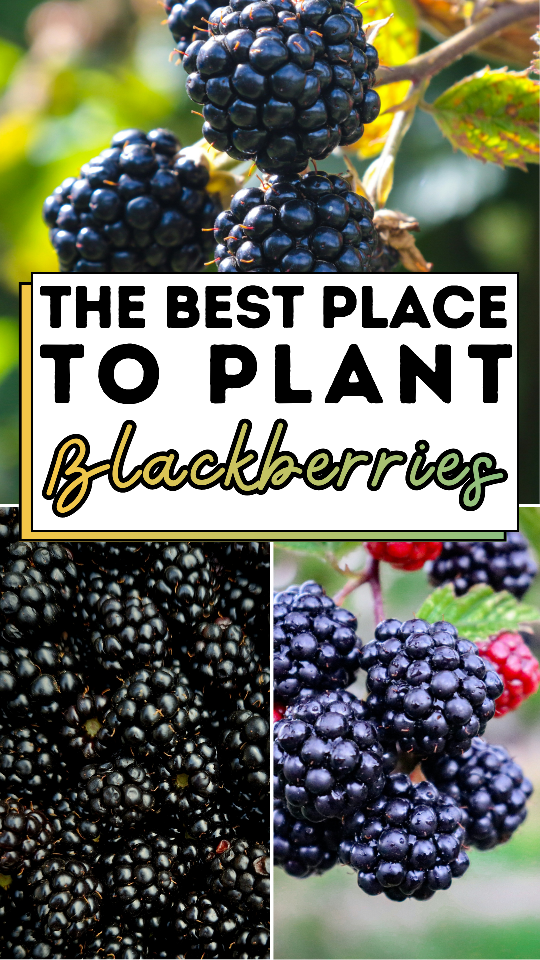 The Best Place to Plant Blackberries