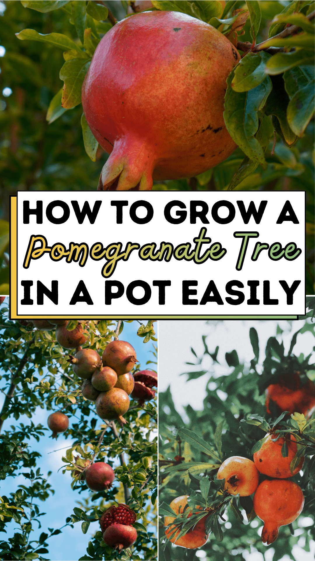How to Grow a Pomegranate Tree in a Pot Easily