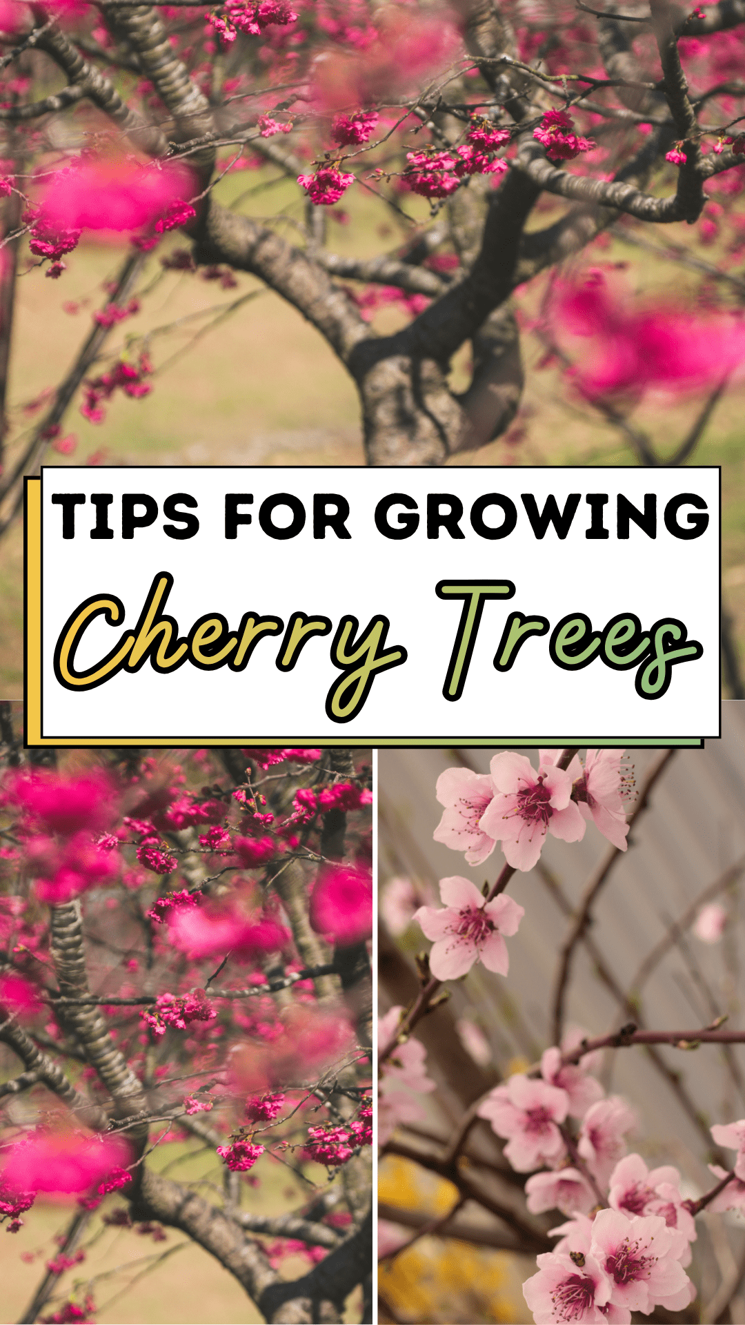 Tips For Growing Cherry Trees