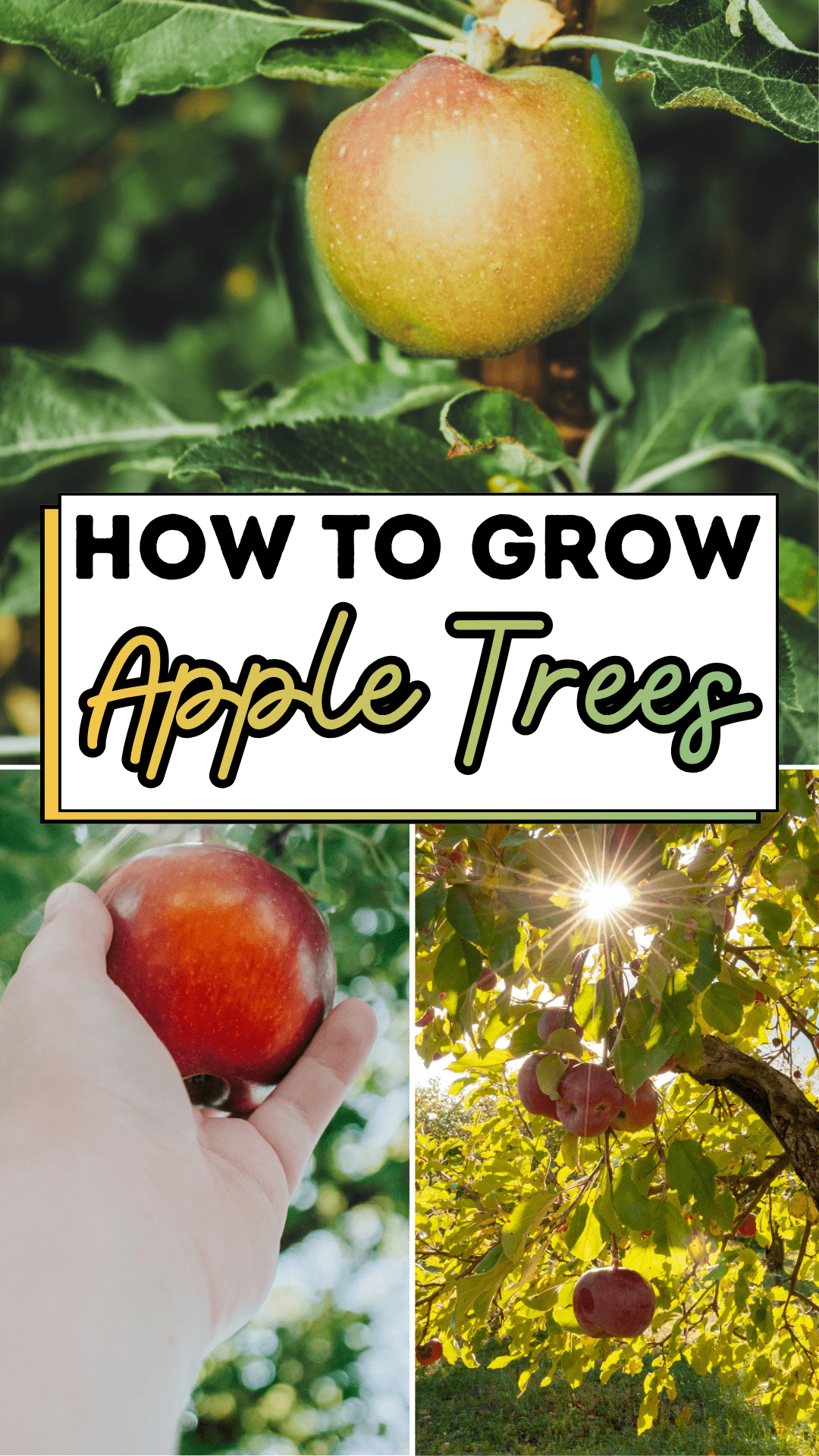 Tips For Growing Cherry Trees