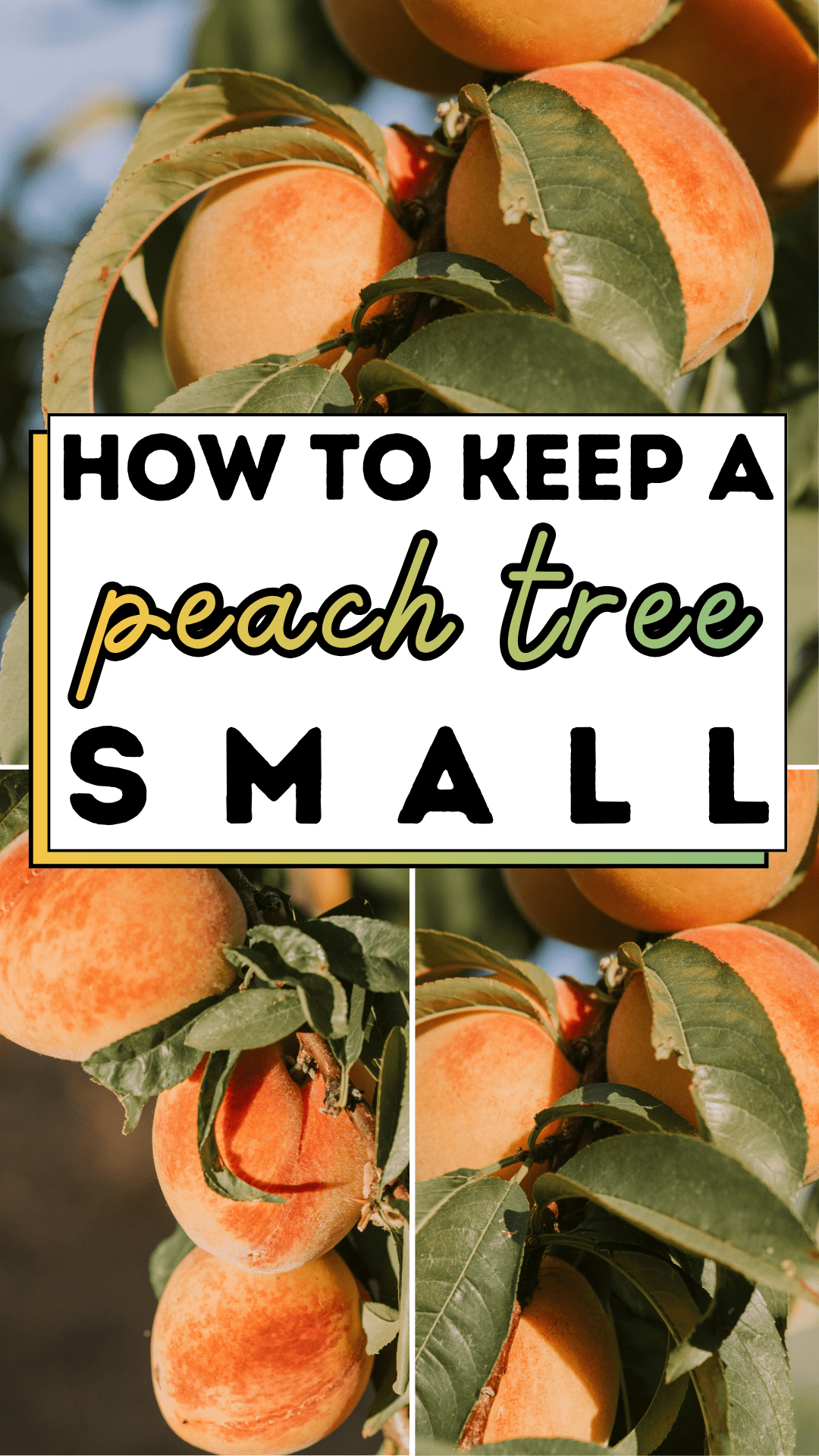 How To Keep a Peach Tree Small
