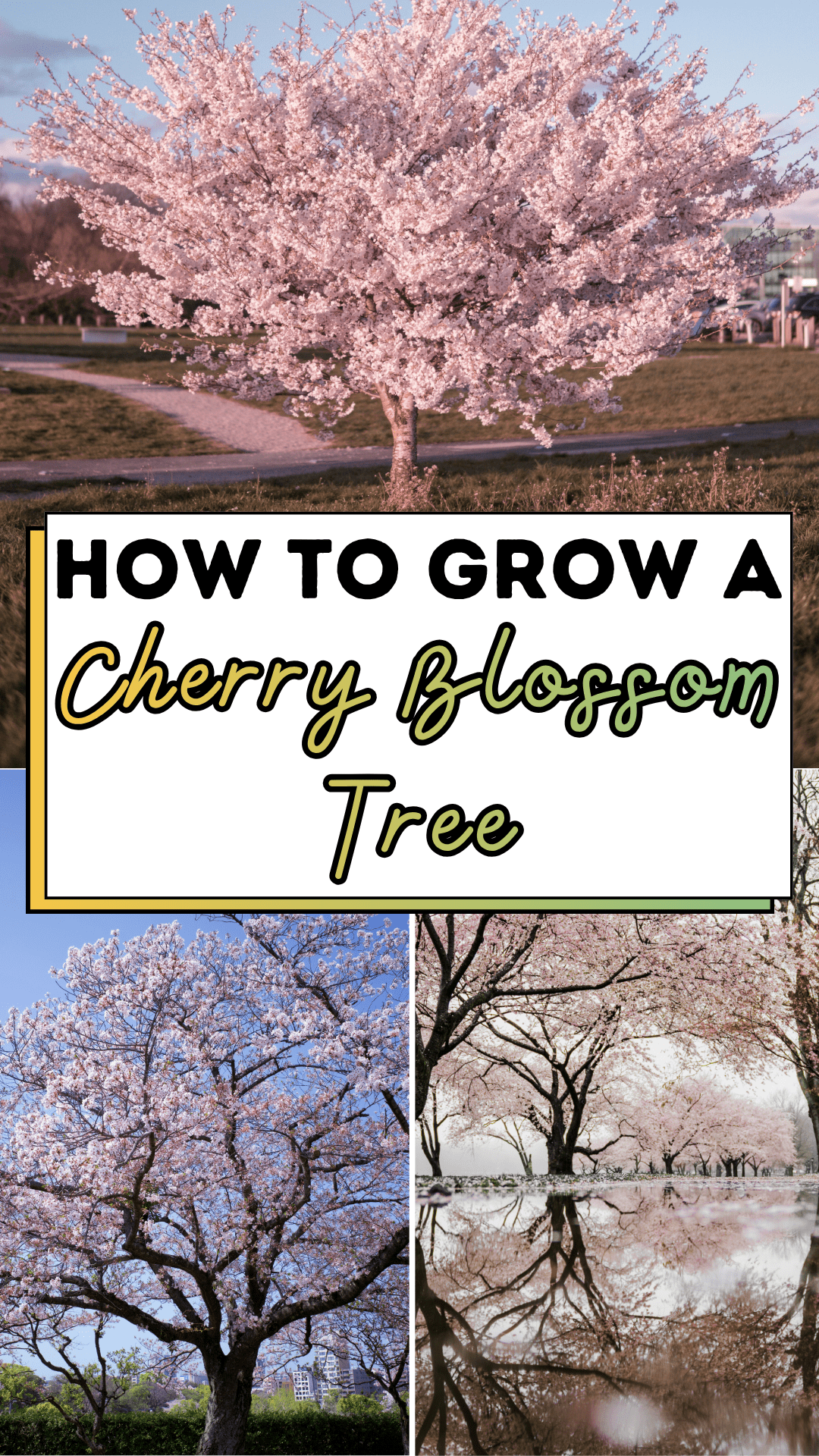 How to Grow a Cherry Blossom Tree