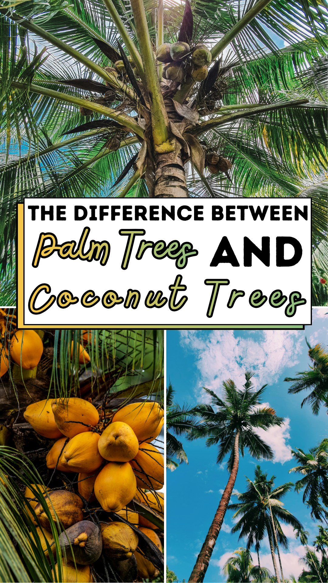 The Difference Between Palm Trees and Coconut Trees
