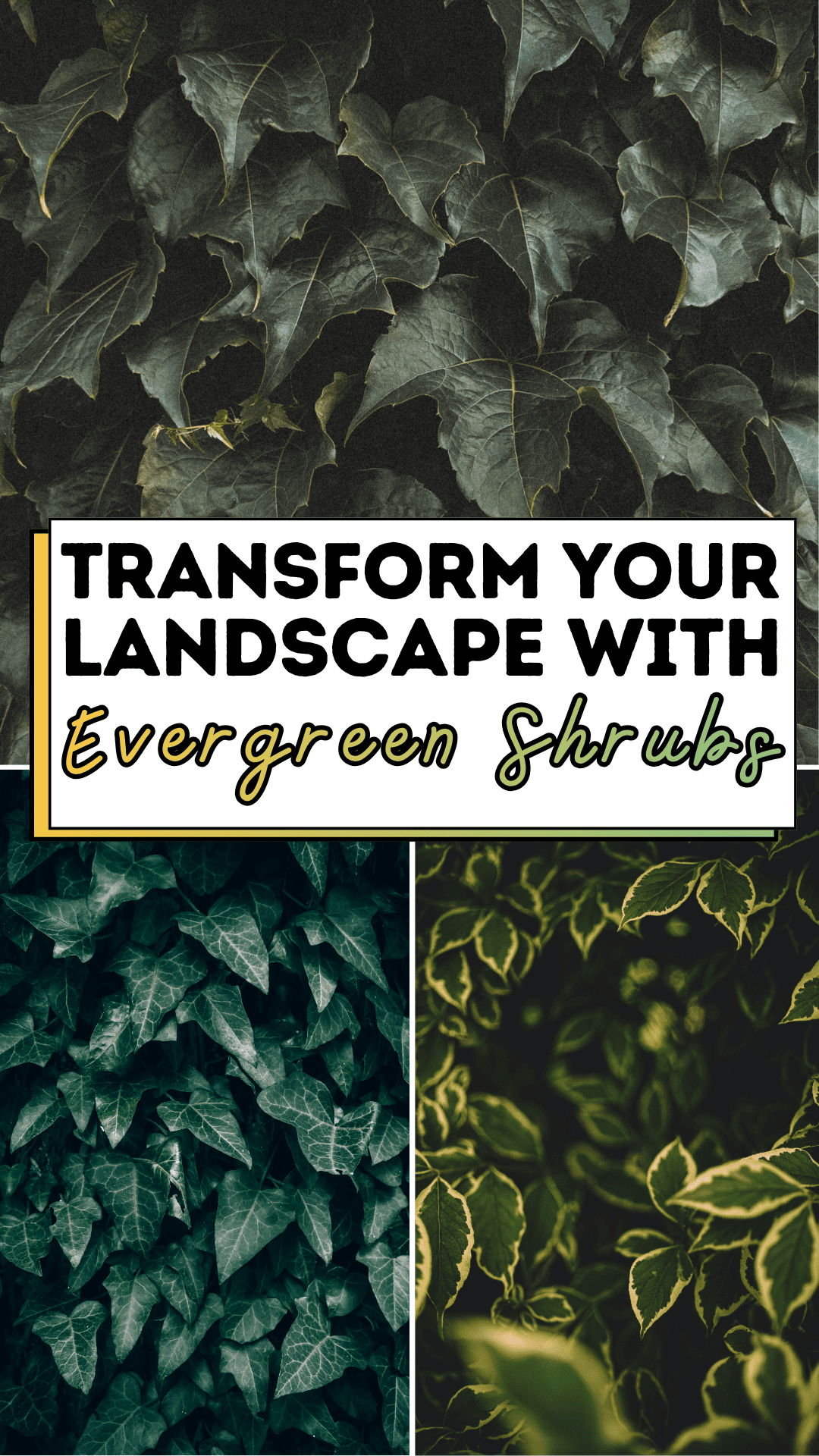 Transform Your Landscape with Evergreen Shrubs