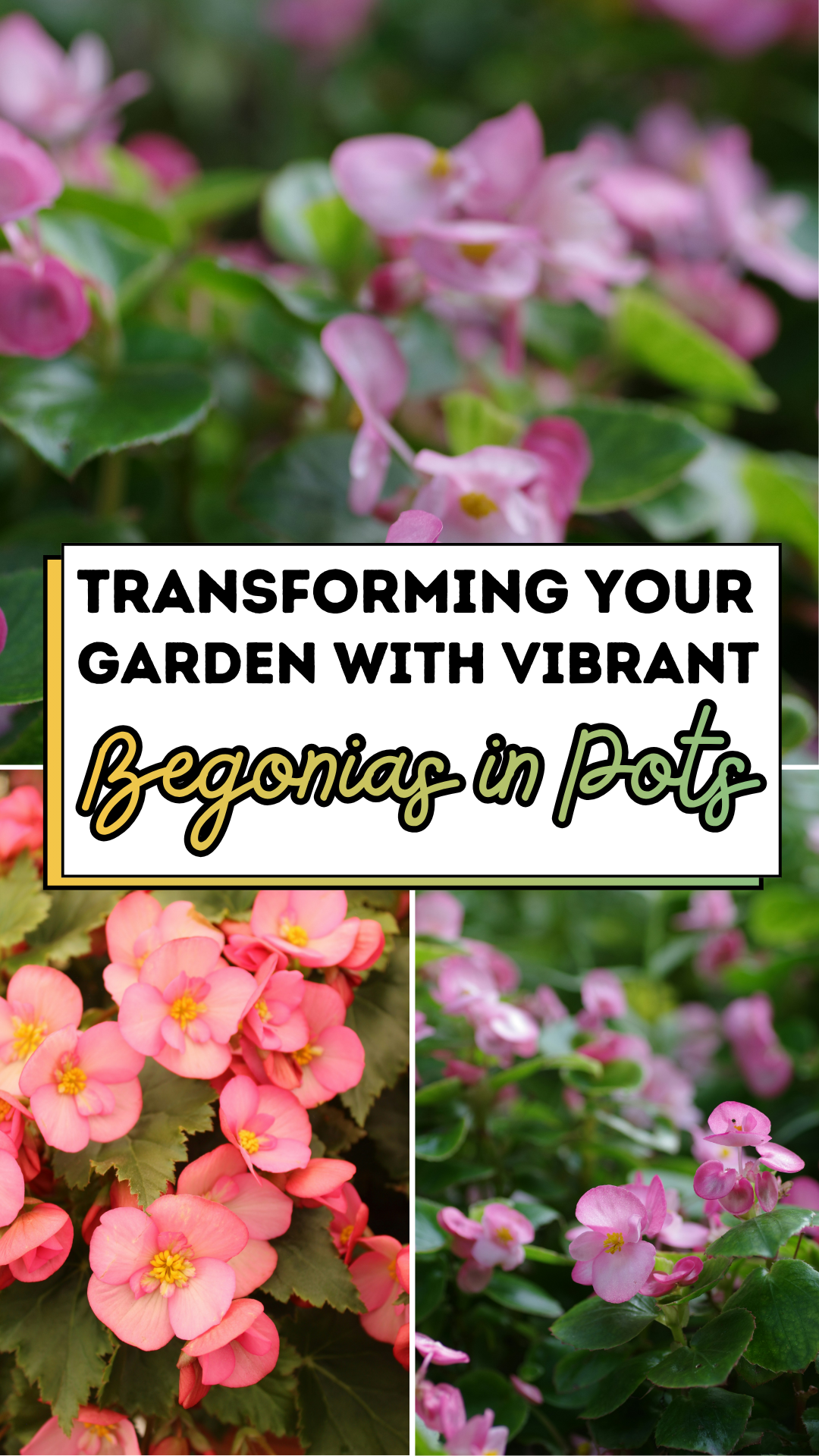Transforming Your Garden with Vibrant Begonias in Pots