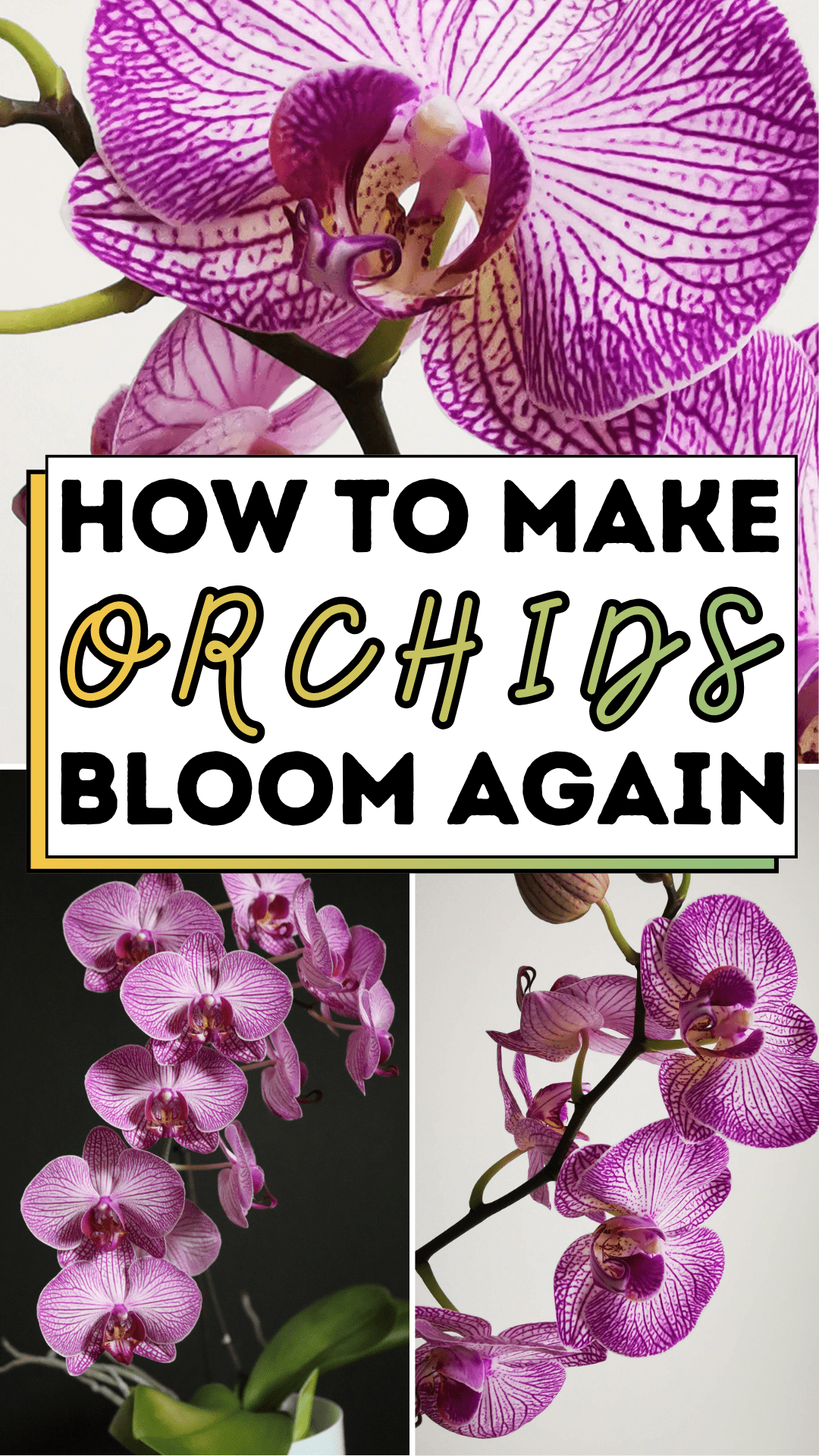 How To Make Orchids Bloom Again