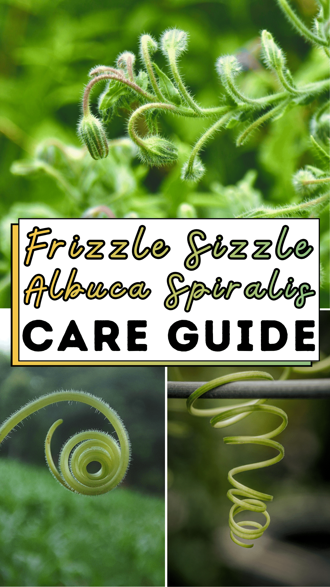 Frizzle Sizzle Albuca Spiralis Care Guide