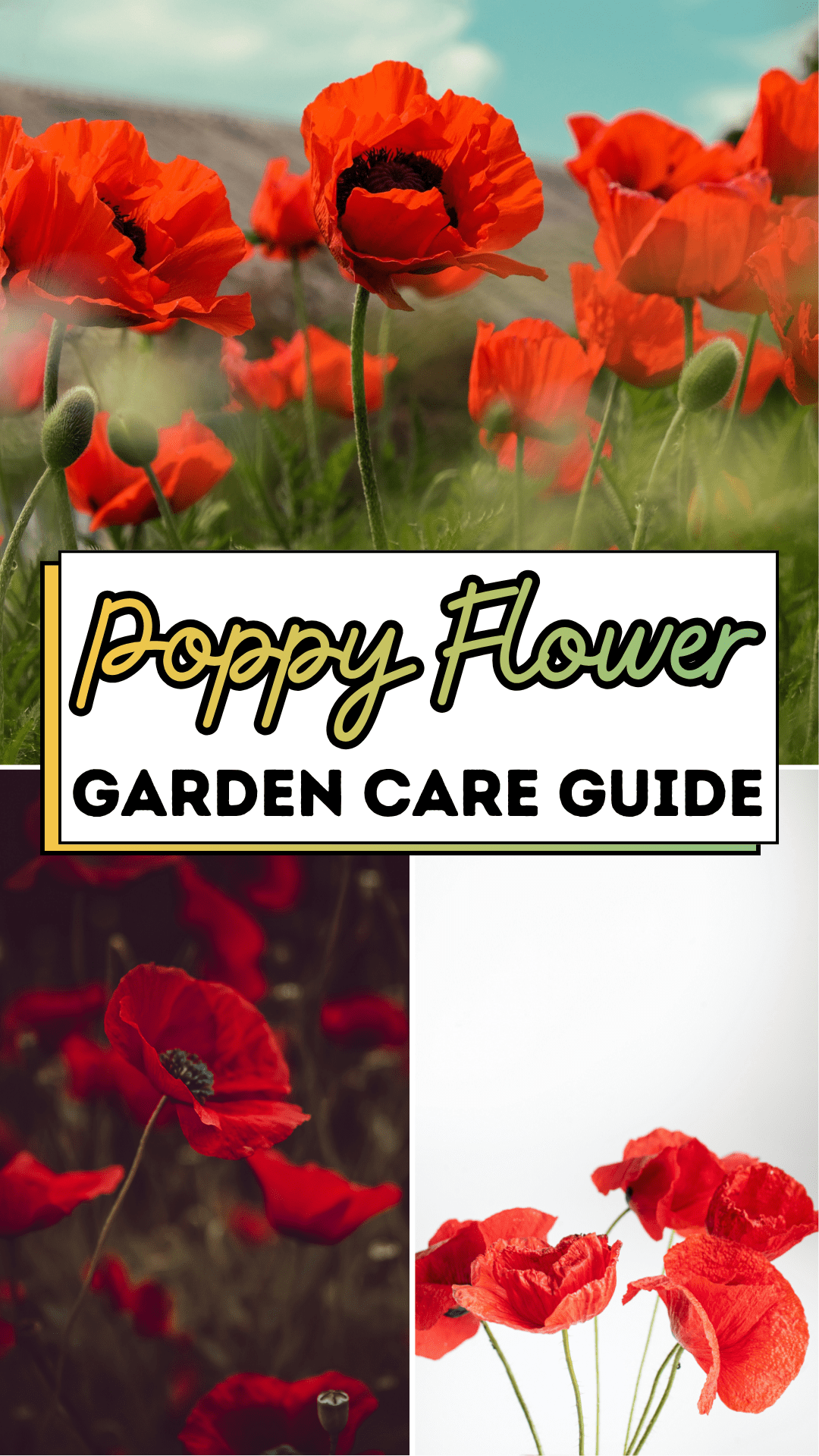 Poppy Flower Garden Care Guide