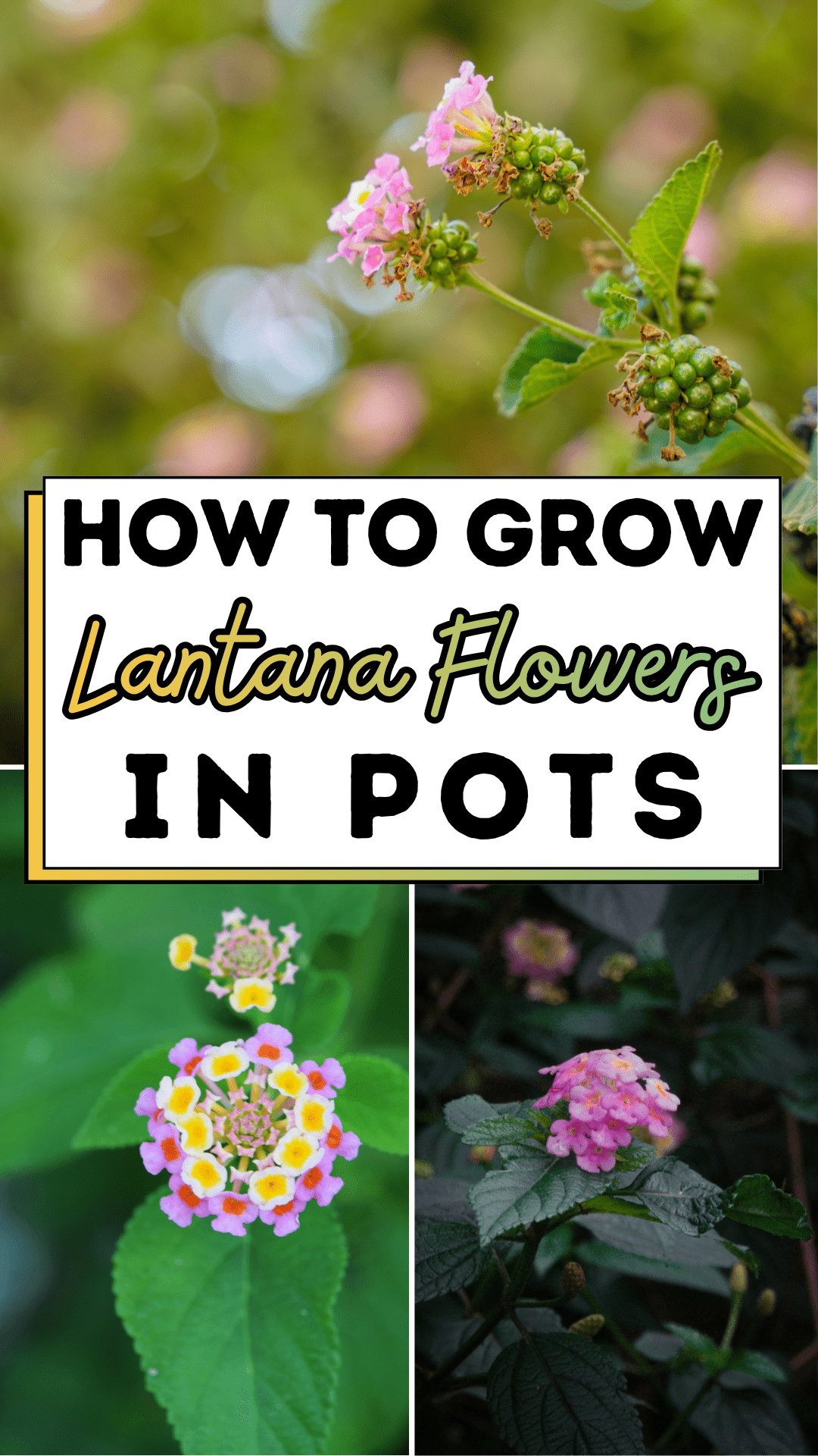 How To Grow Lantana Flowers In Pots