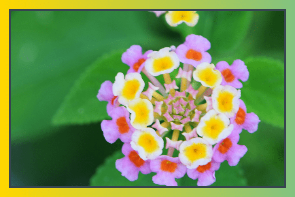 How To Grow Lantana Flowers In Pots | Easy Peasy Life Matters
