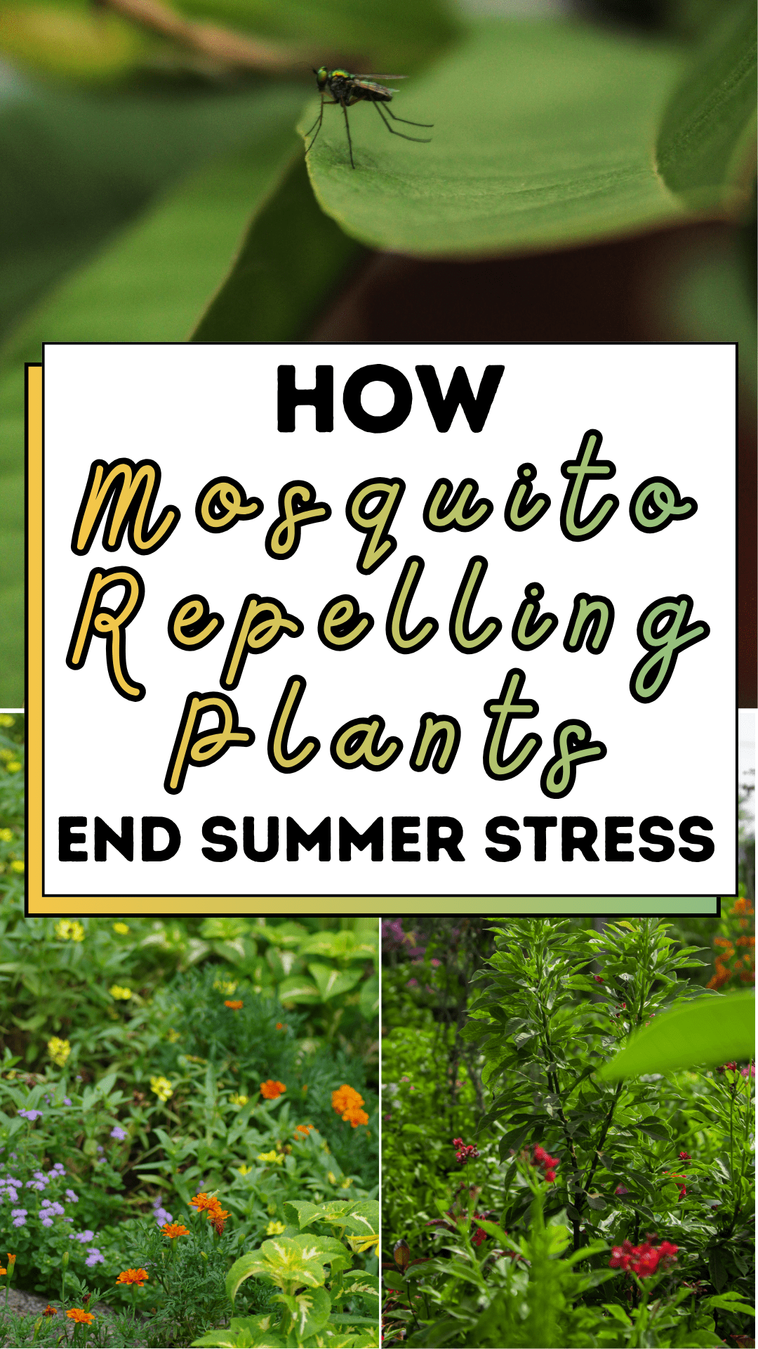 How Mosquito Repelling Plants End Summer Stress