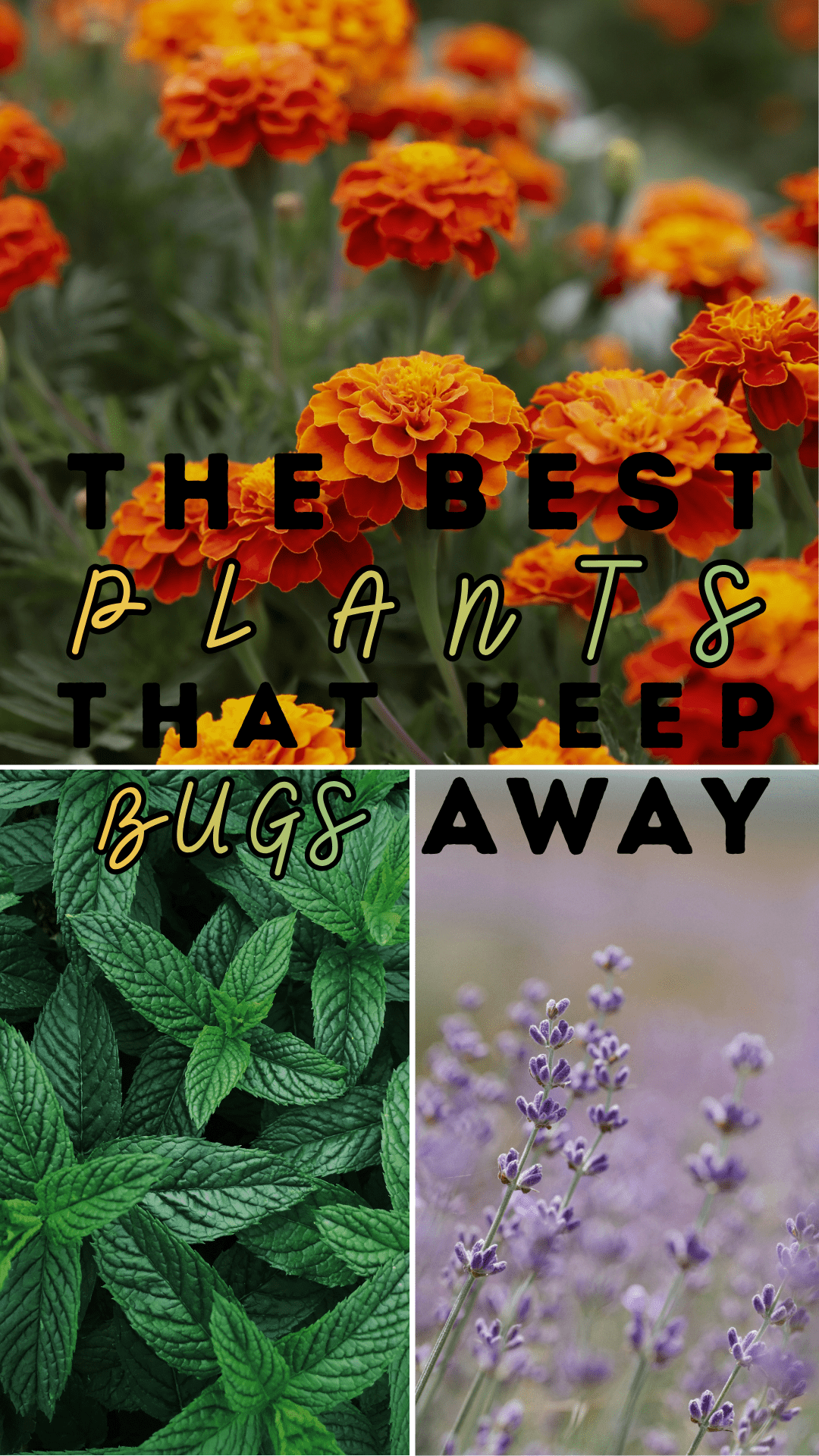 The Best Plants That Keep Bugs Away