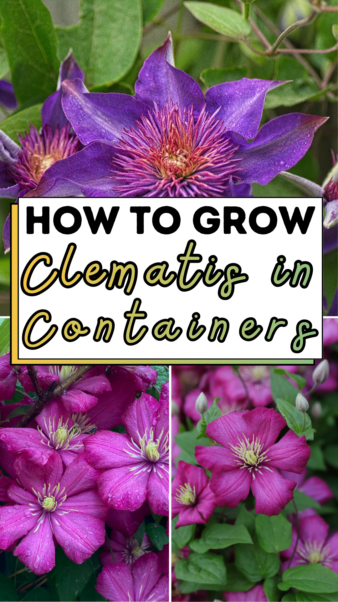 How to Grow Clematis in Containers