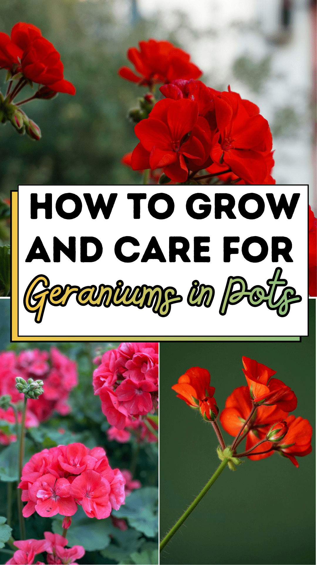 How to Grow and Care for Geraniums in Pots