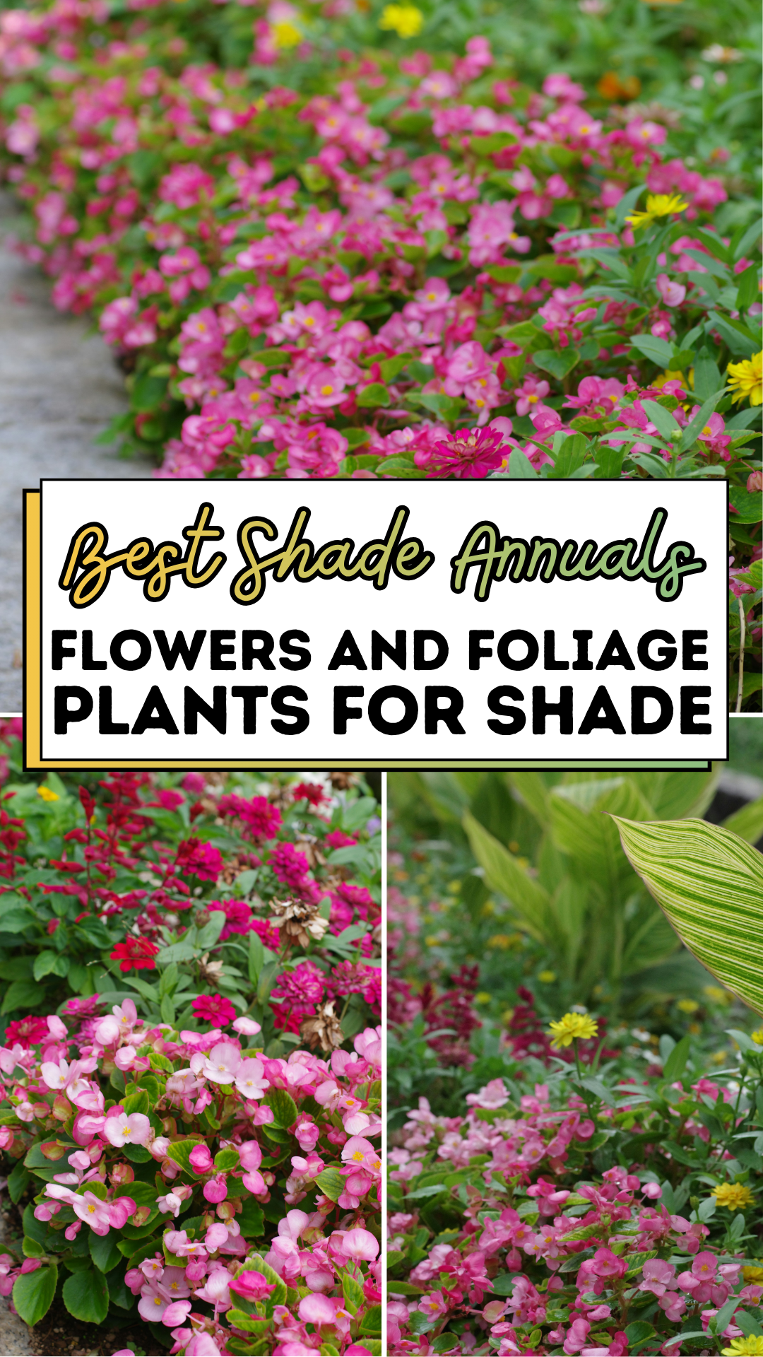 Best Shade Annuals: Flowers and Foliage Plants For Shade