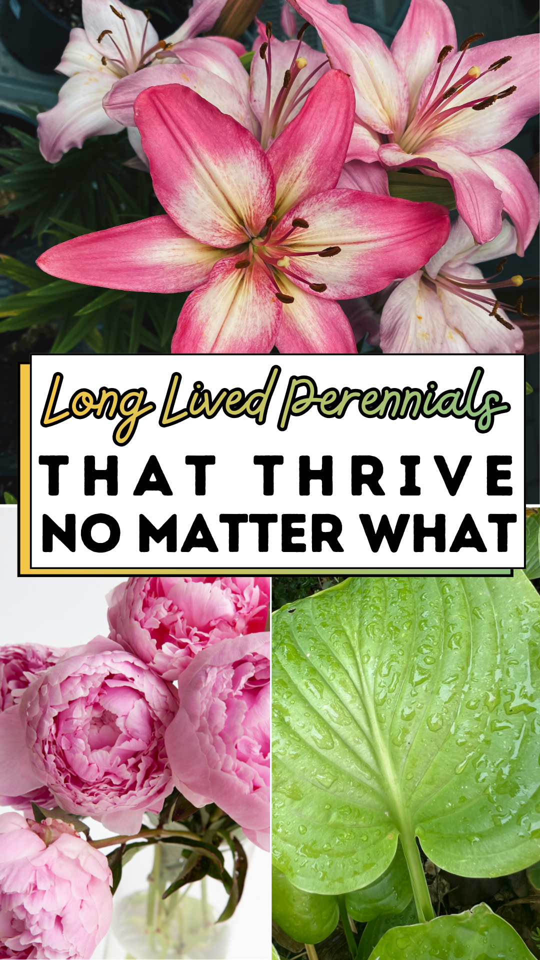 Long Lived Perennials That Thrive No Matter What
