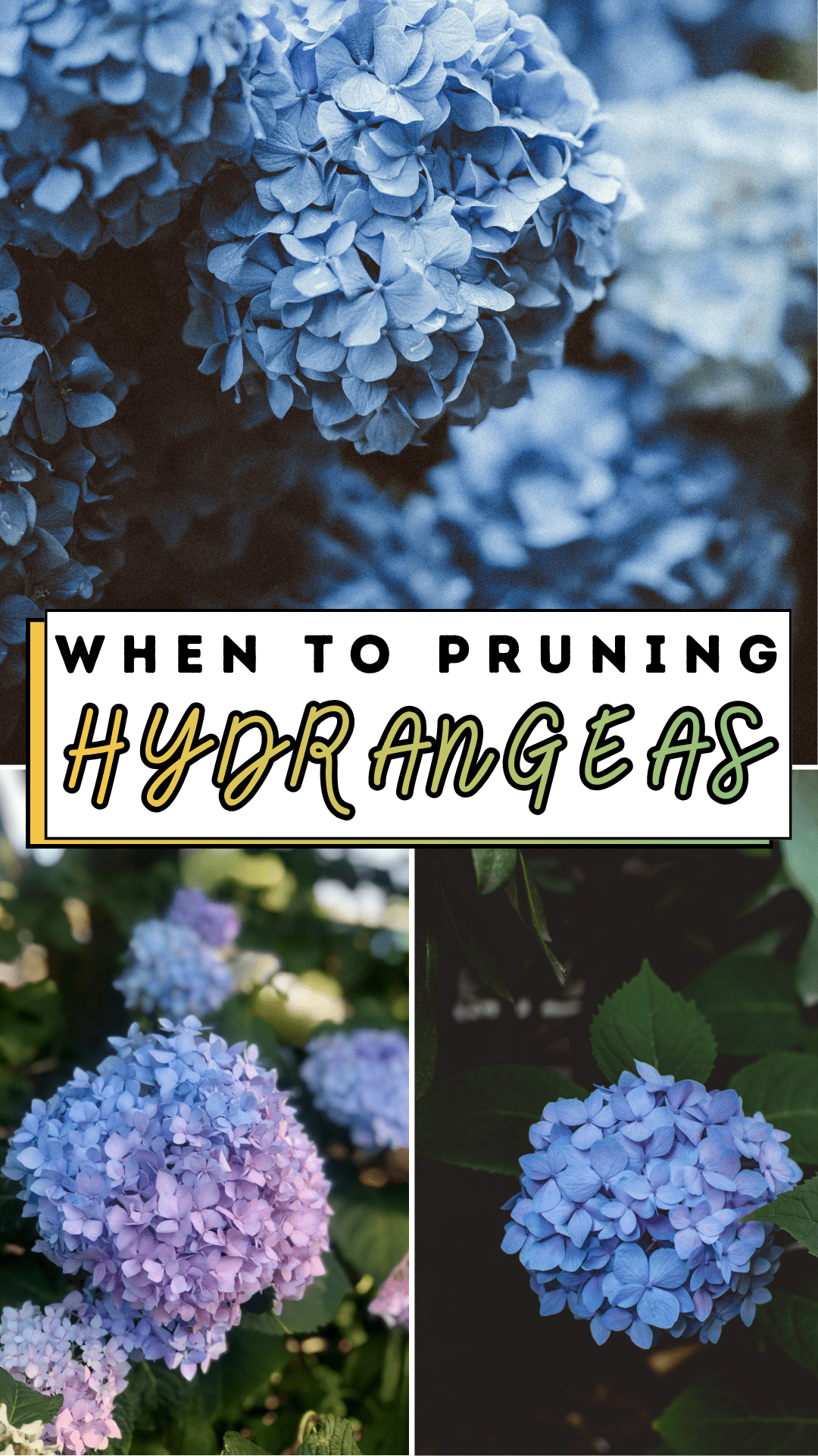 When to Pruning Hydrangeas