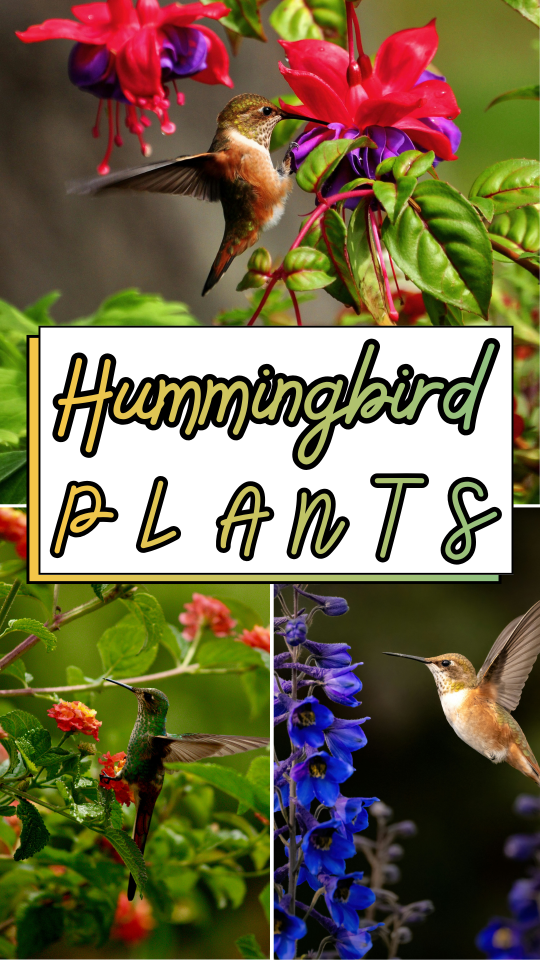 Hummingbird Plants