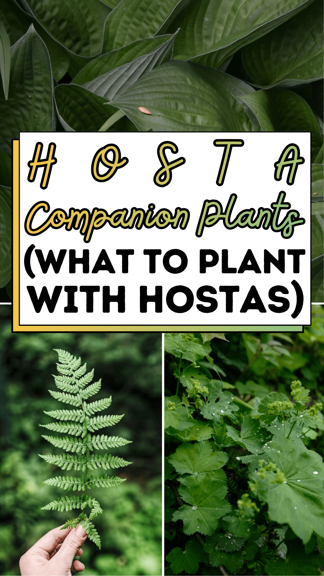 Hosta Companion Plants (What To Plant With Hostas)