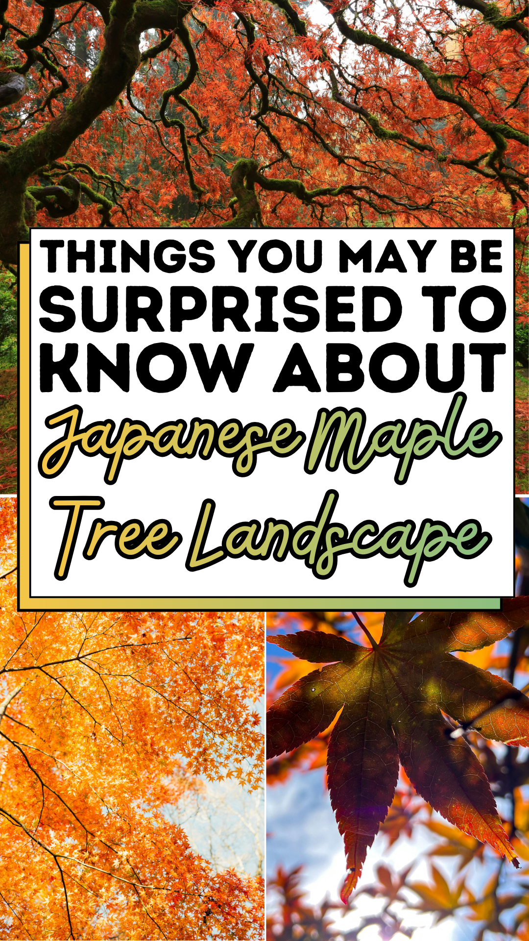 Things You May Be Surprised To Know About Japanese Maple Tree Landscape