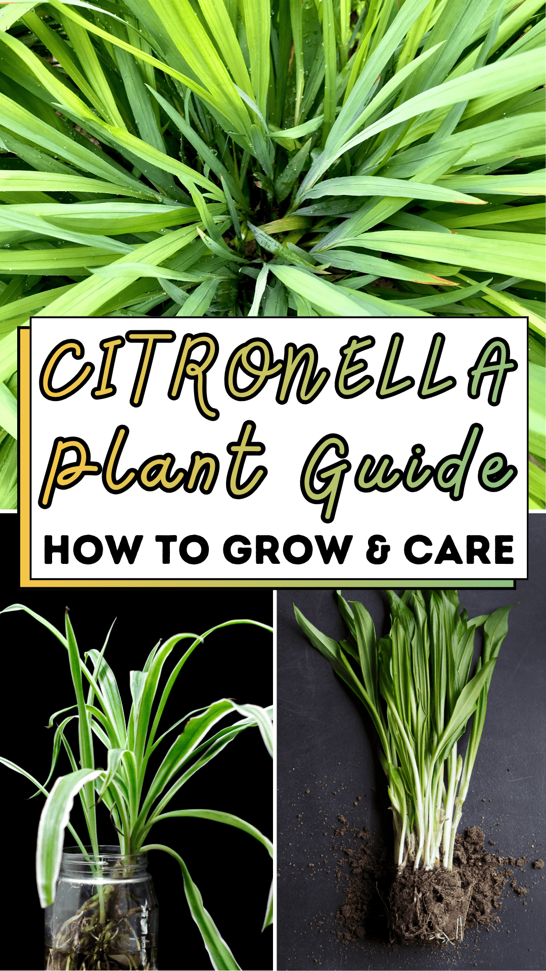 Citronella Plant Guide: How to Grow & Care