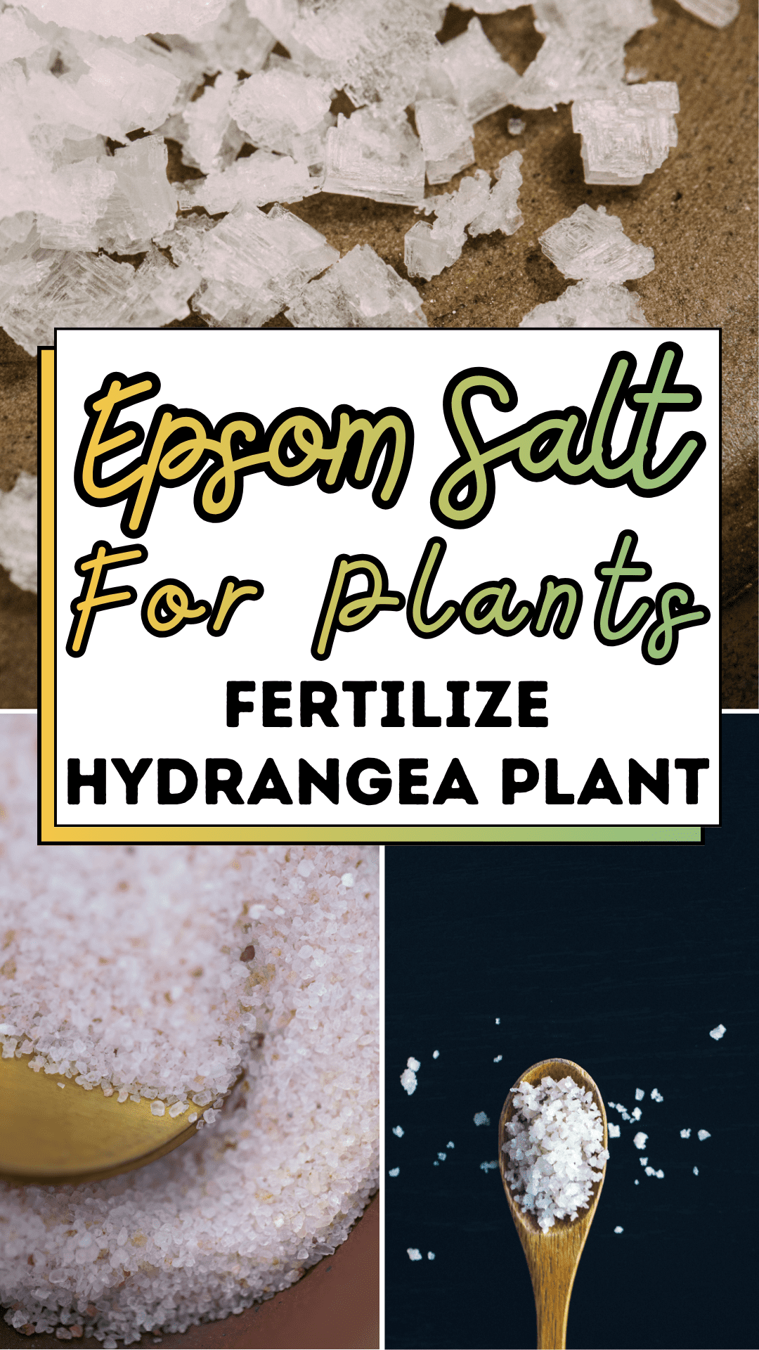Epsom Salt For Plants: Fertilize Hydrangea Plant