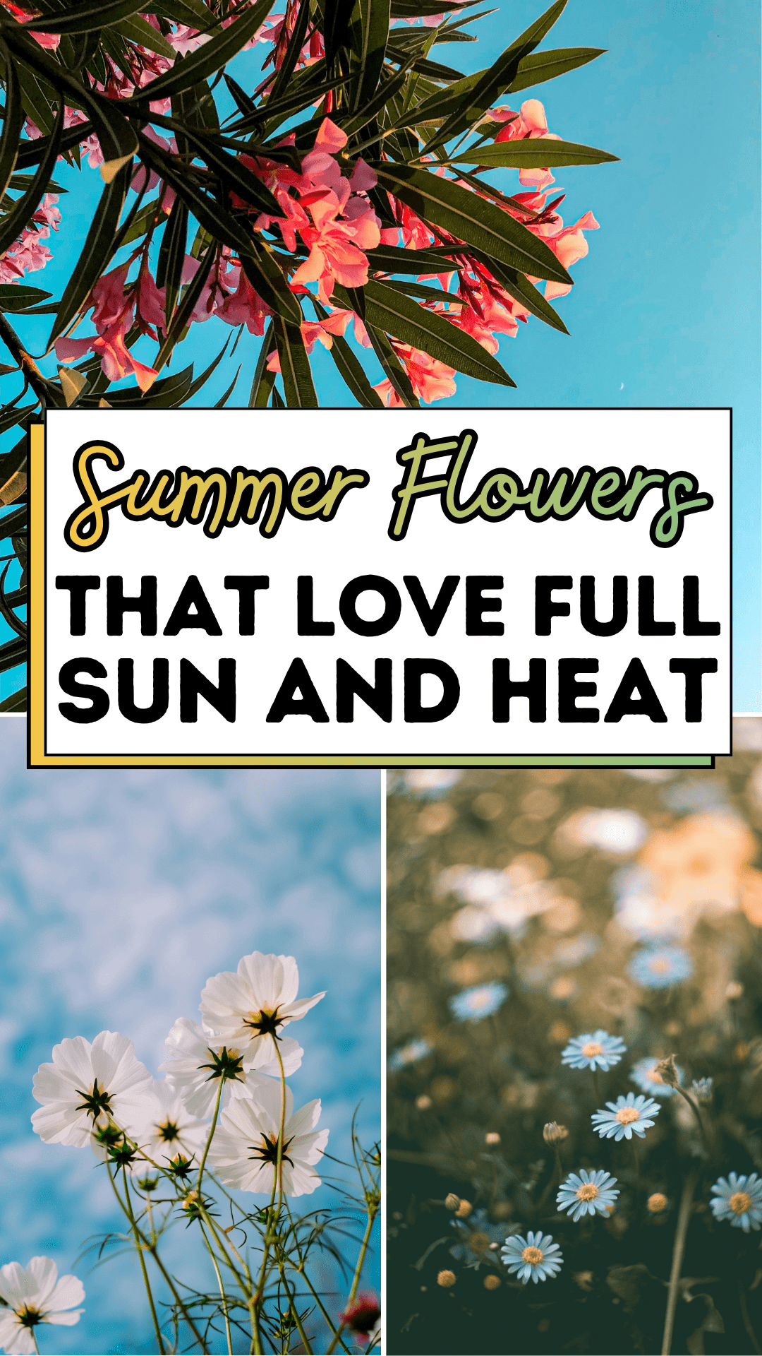 Summer Flowers That Love Full Sun and Heat