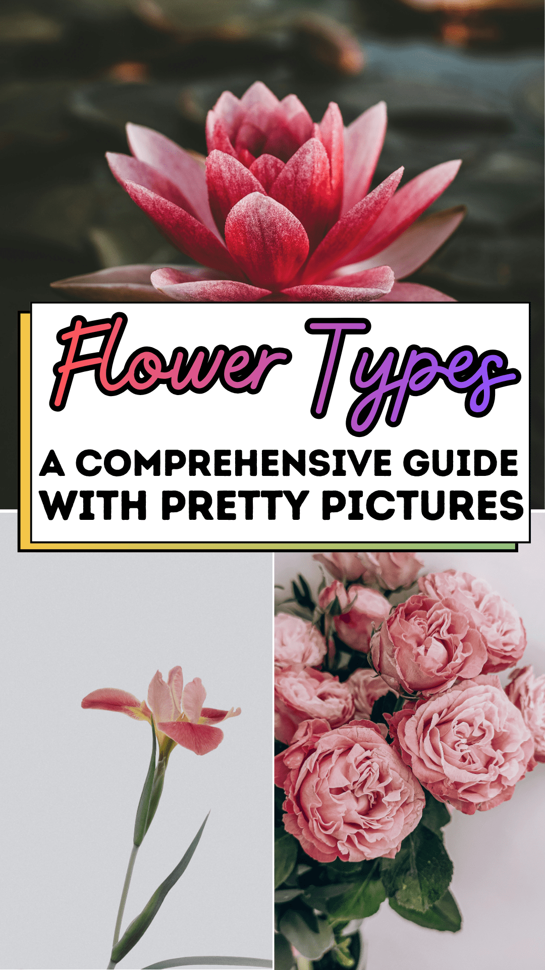 Flower Types: A Comprehensive Guide with Pretty Pictures