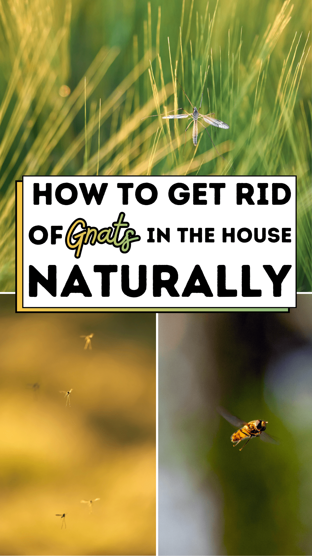 How to Get Rid of Gnats in the House Naturally