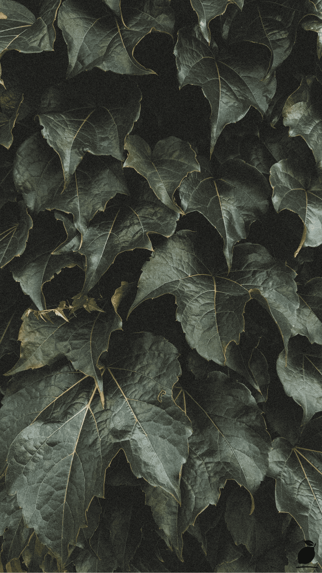 Transform Your Landscape with Evergreen Shrubs