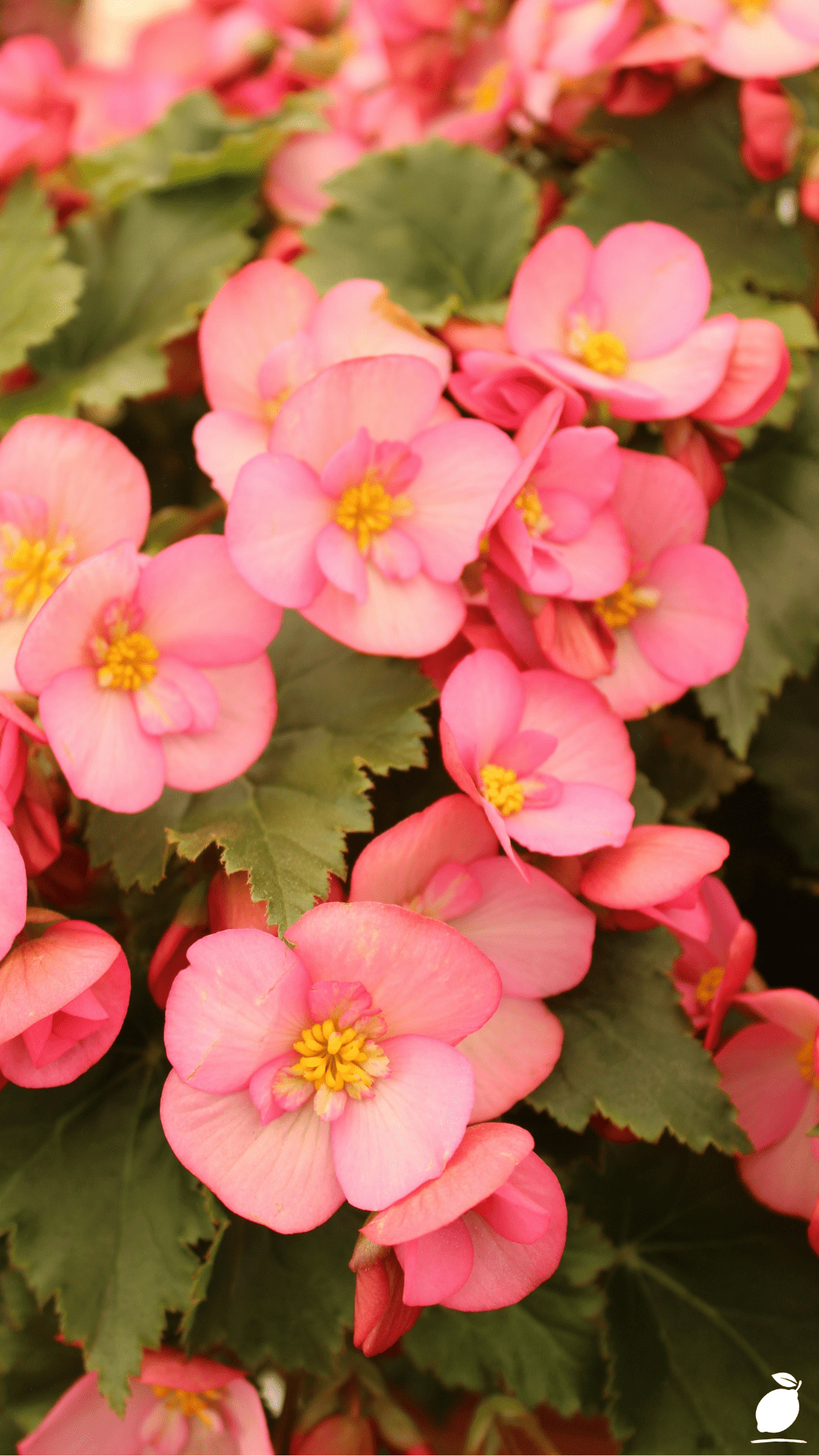 Transforming Your Garden with Vibrant Begonias in Pots