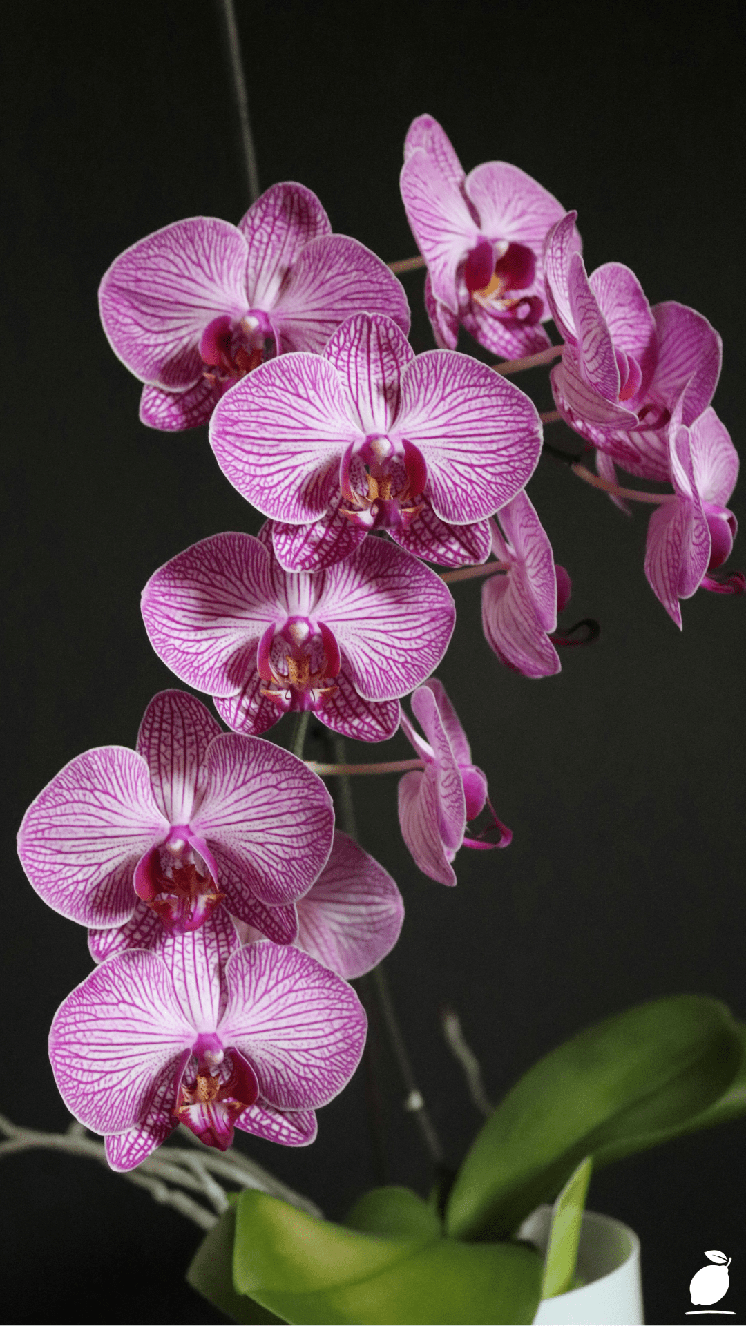 How To Make Orchids Bloom Again