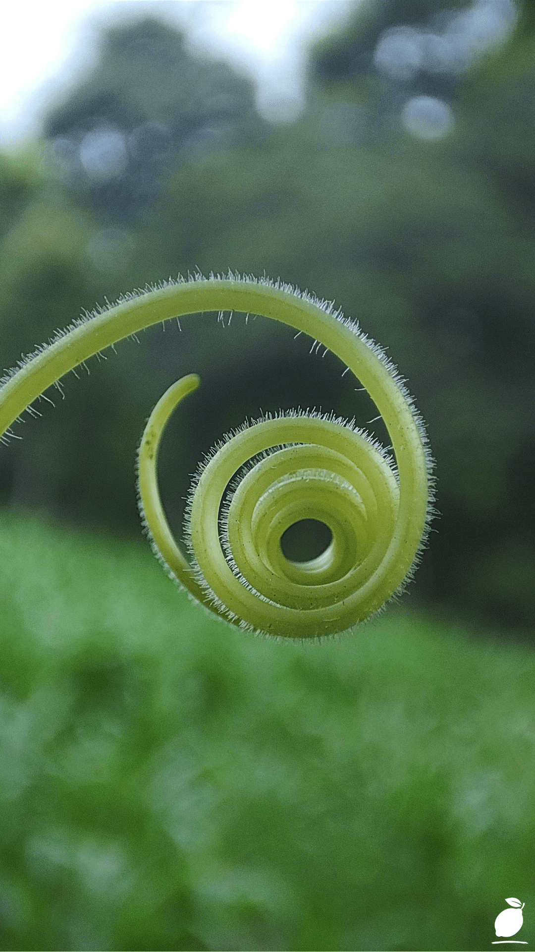 Frizzle Sizzle Albuca Spiralis Care Guide