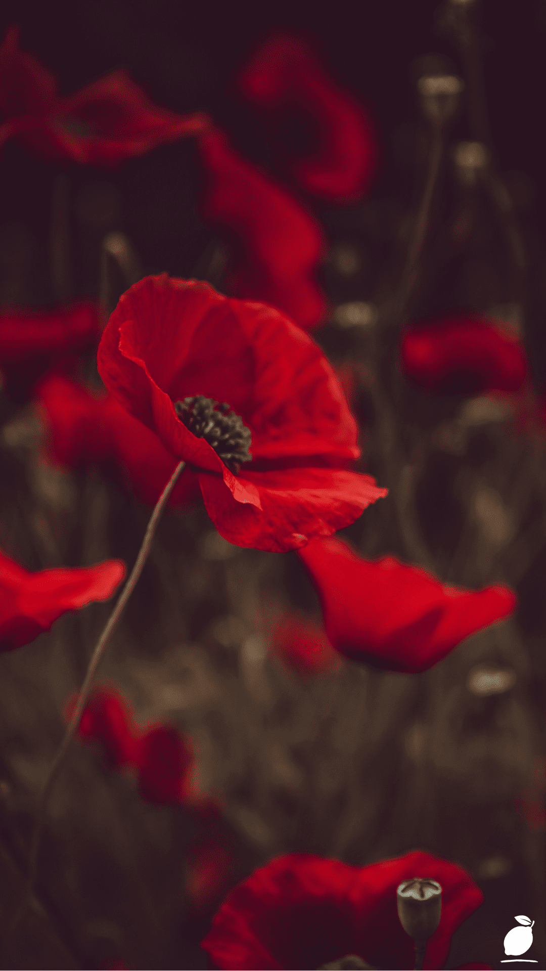 Poppy Flower Garden Care Guide