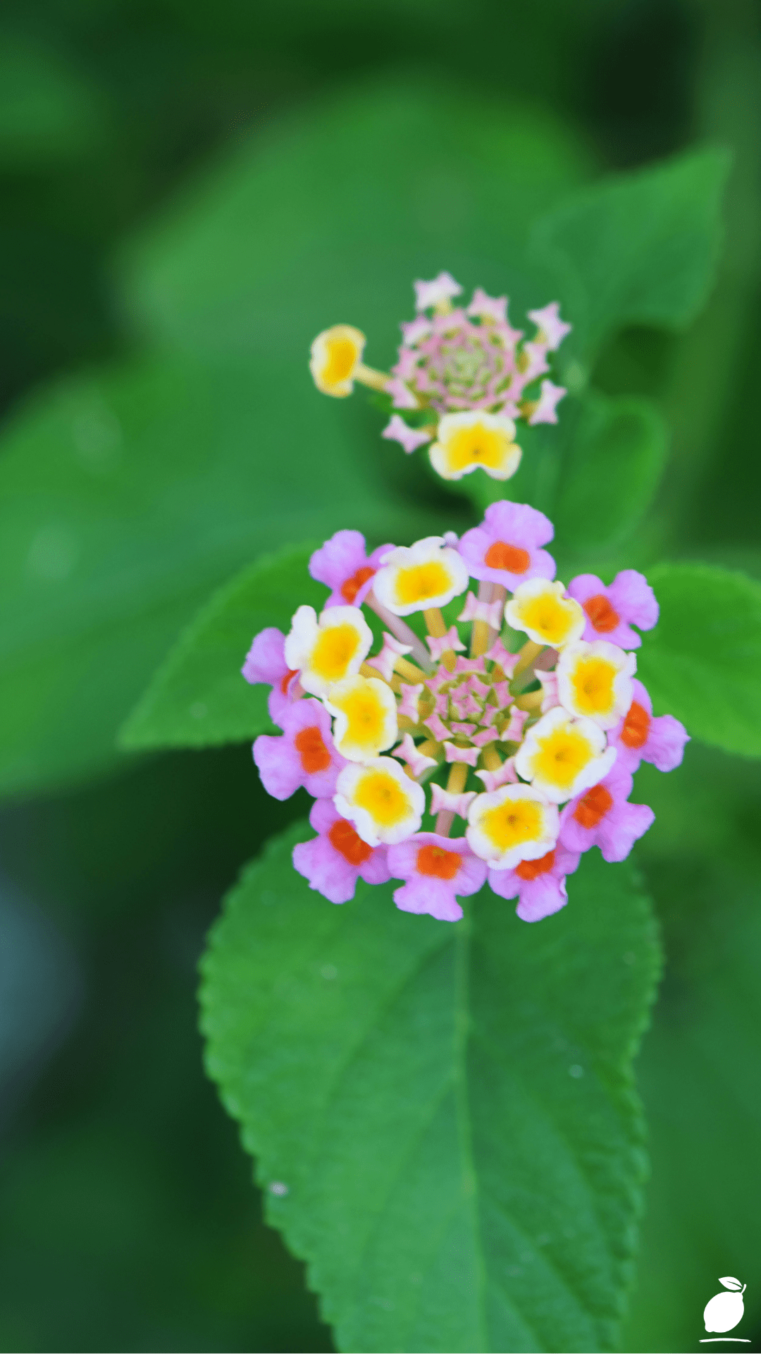 How To Grow Lantana Flowers In Pots