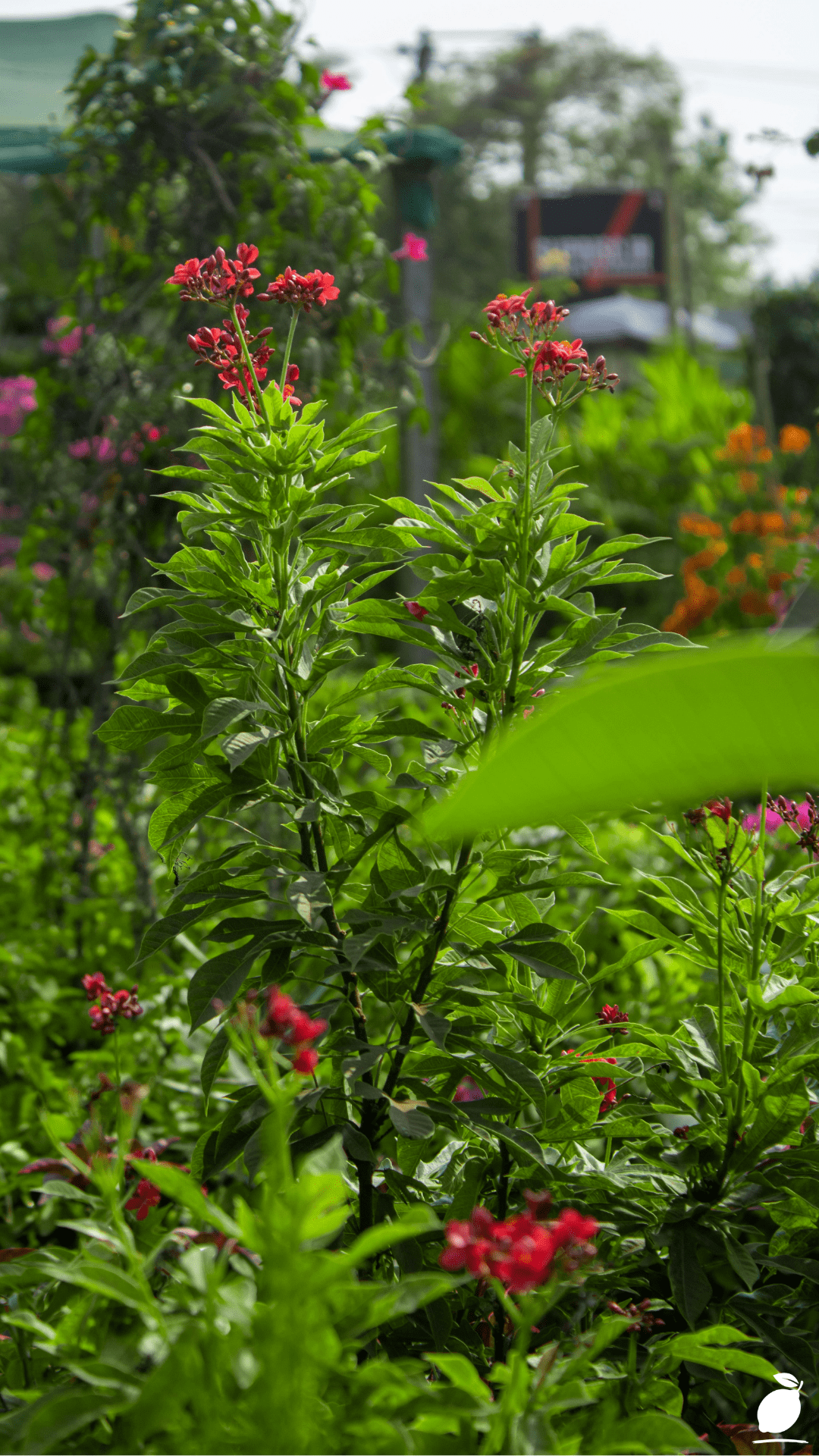 How Mosquito Repelling Plants End Summer Stress