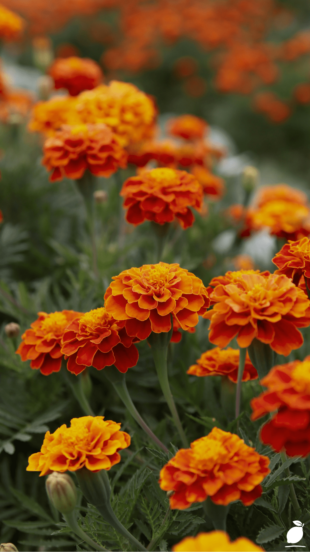 The Best Plants That Keep Bugs Away