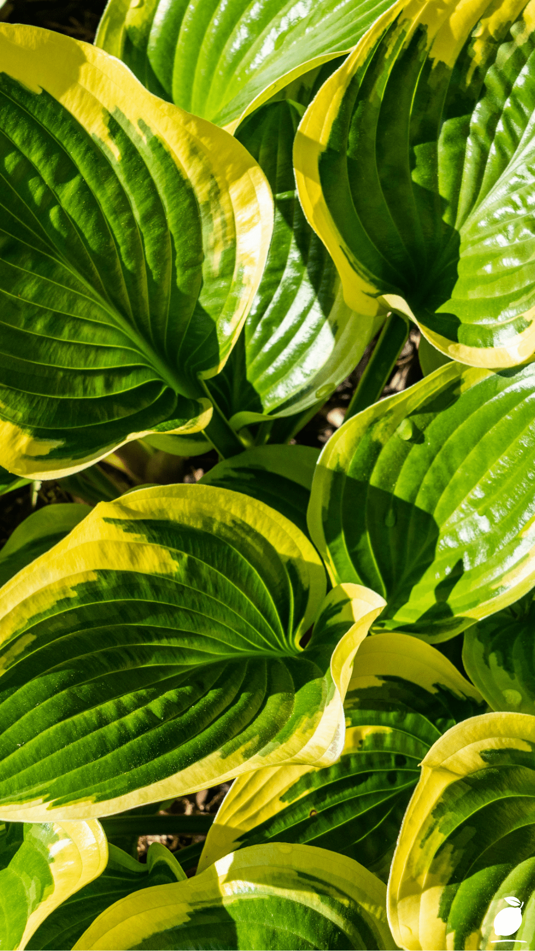 The Best Guide to Hostas Landscaping
