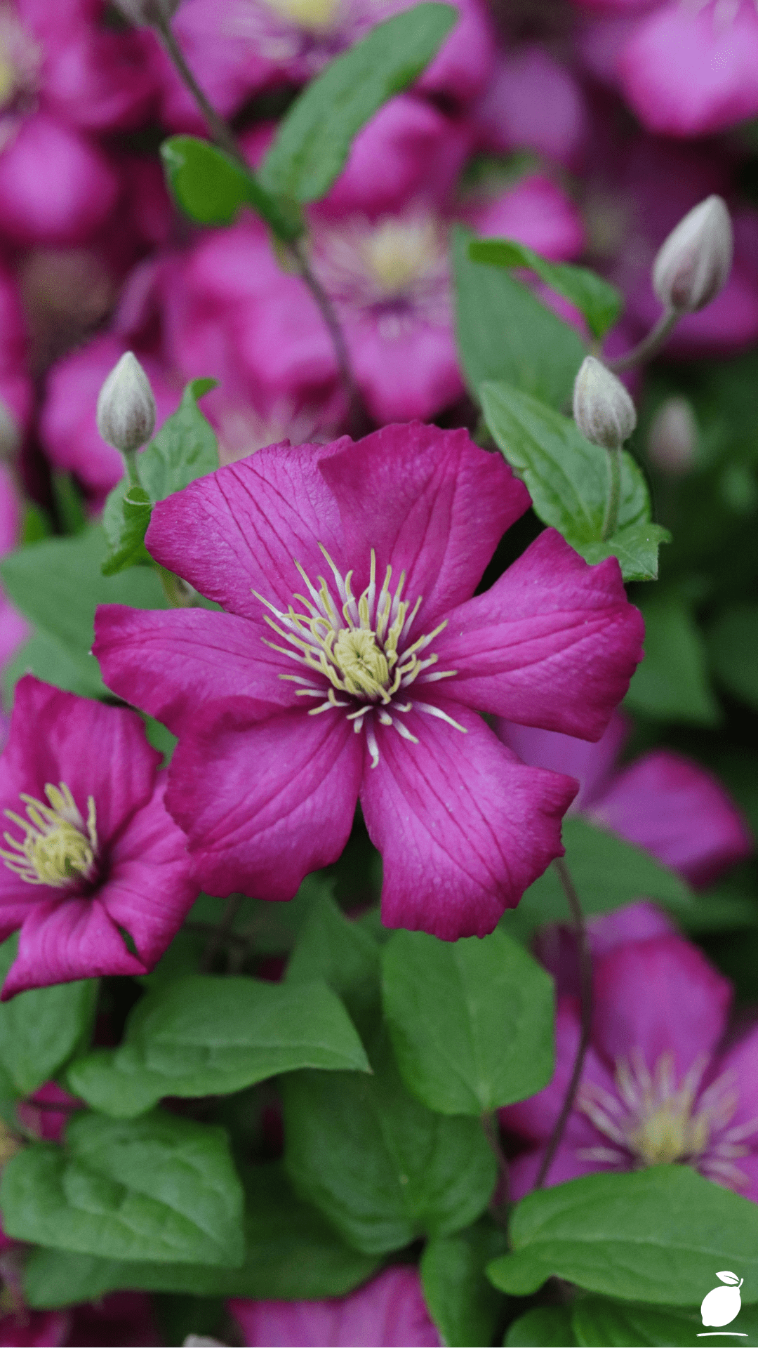 How to Grow Clematis in Containers
