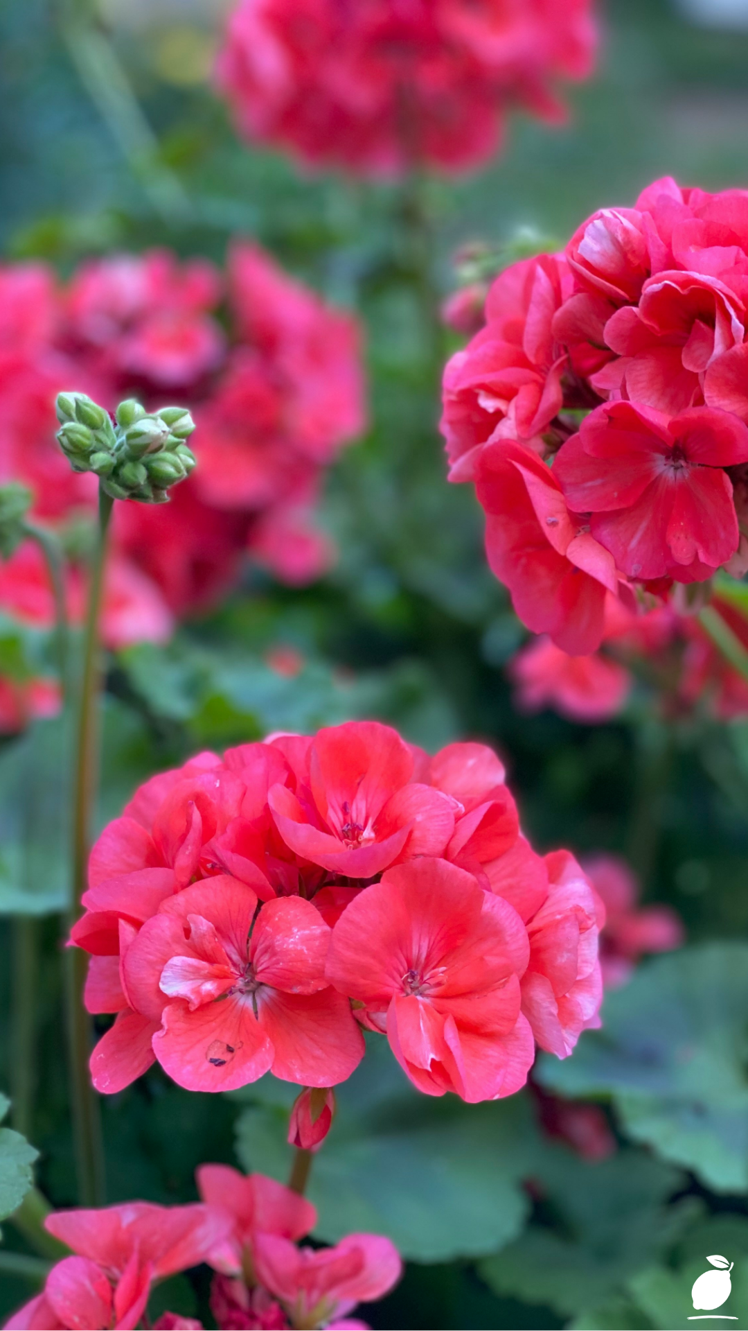 How to Grow and Care for Geraniums in Pots