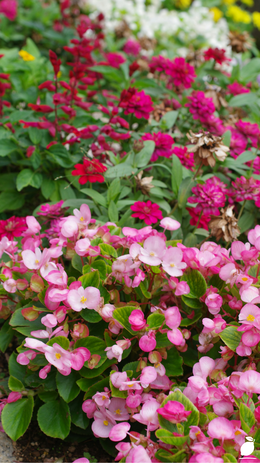 Best Shade Annuals: Flowers and Foliage Plants For Shade