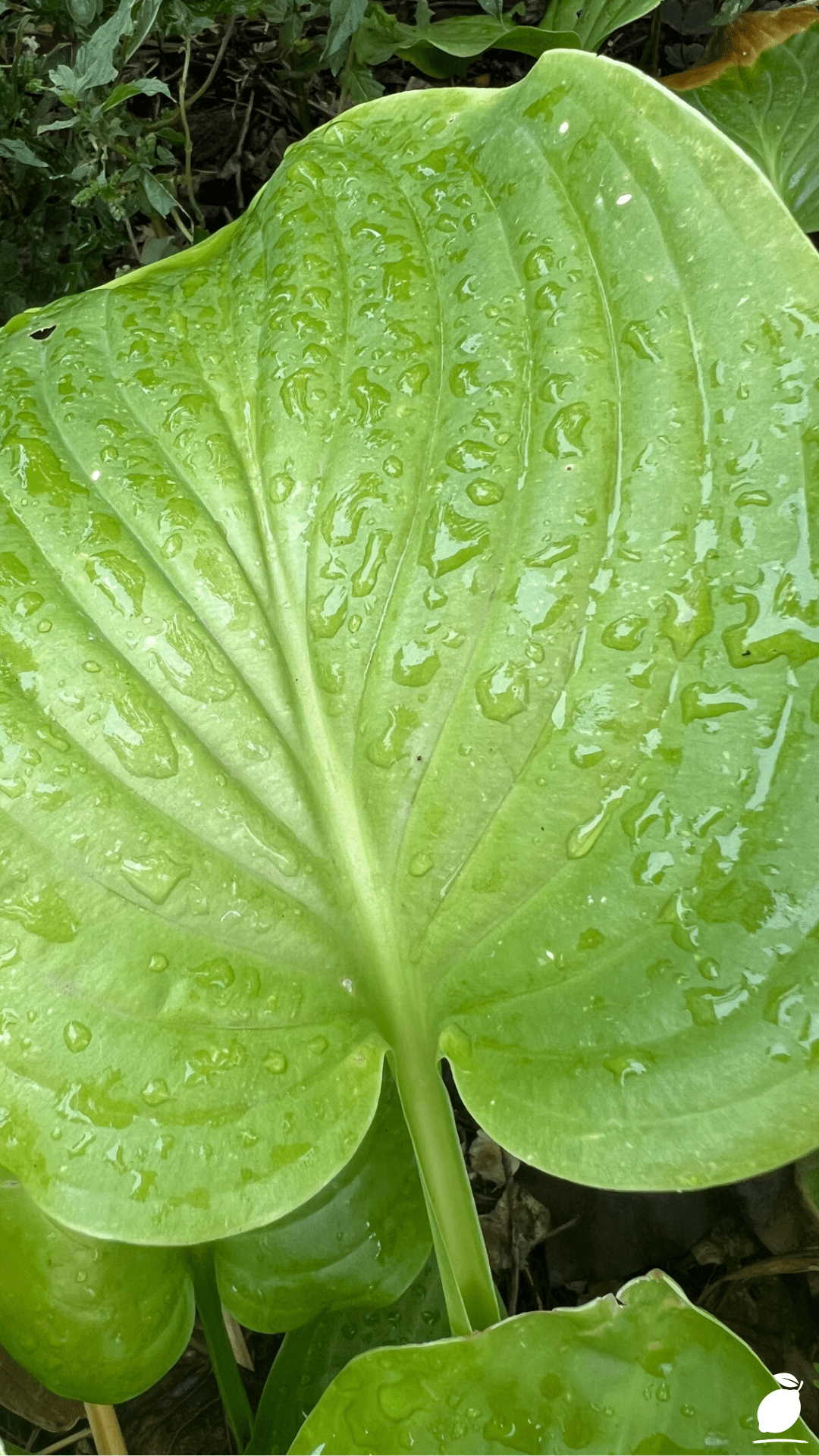 Long Lived Perennials That Thrive No Matter What