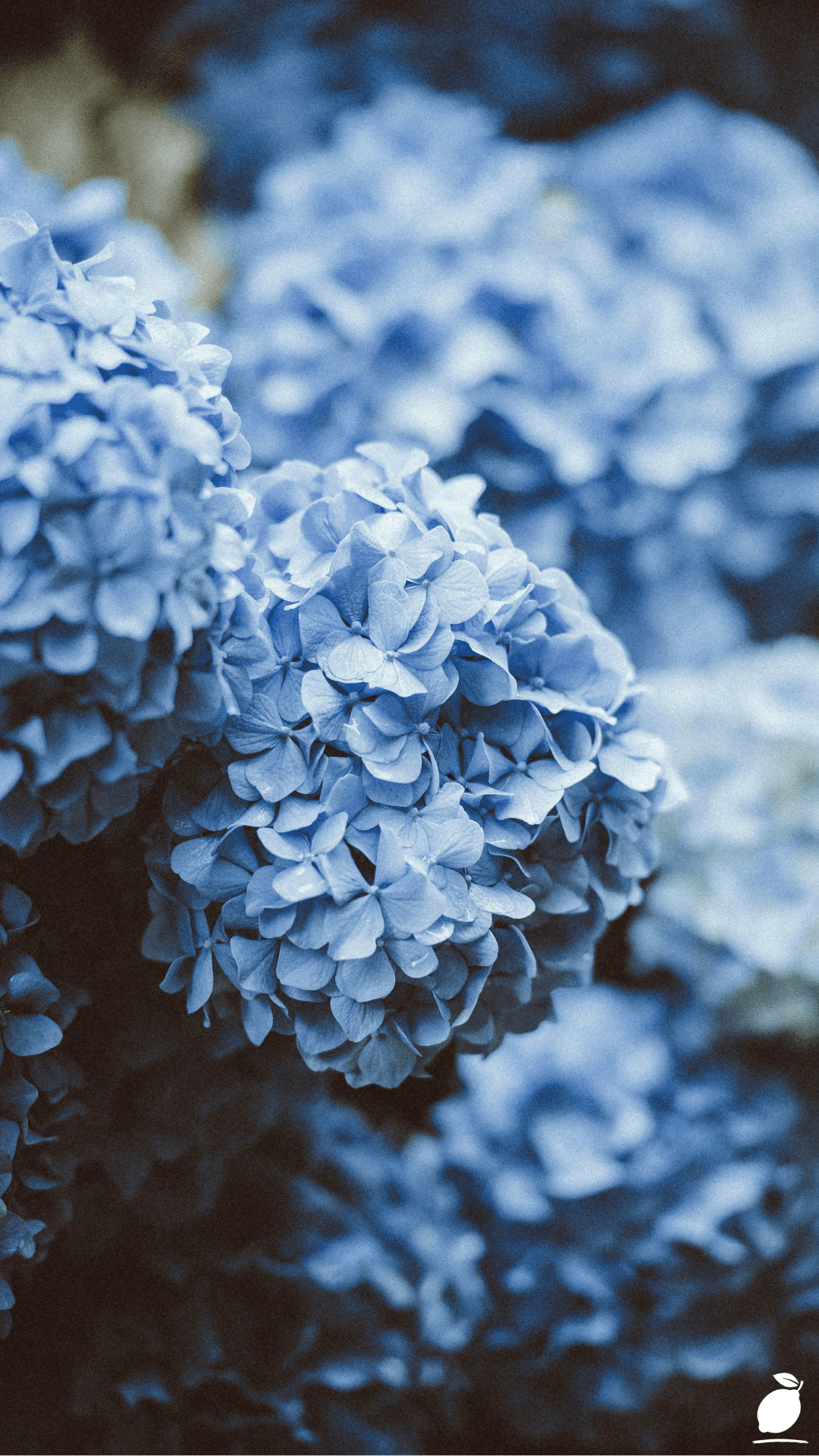 When to Pruning Hydrangeas