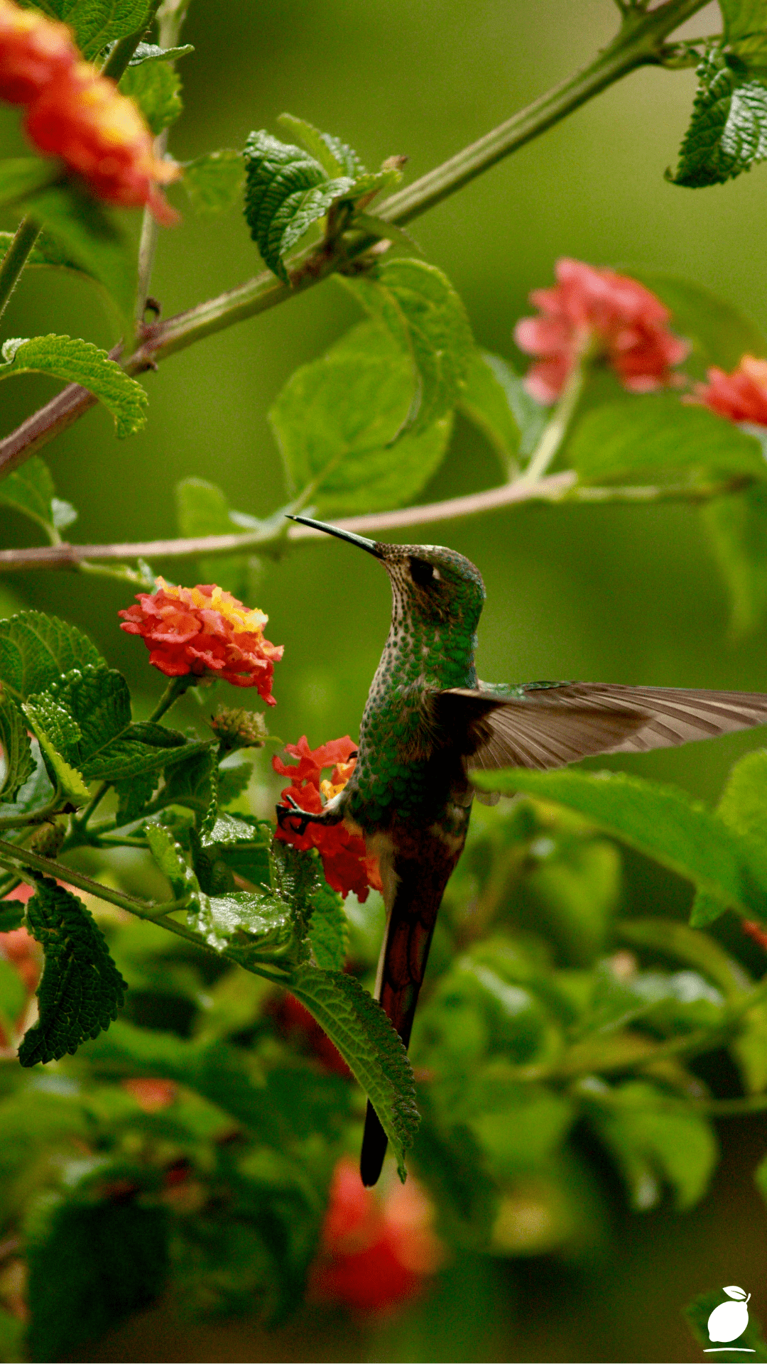 Hummingbird Plants
