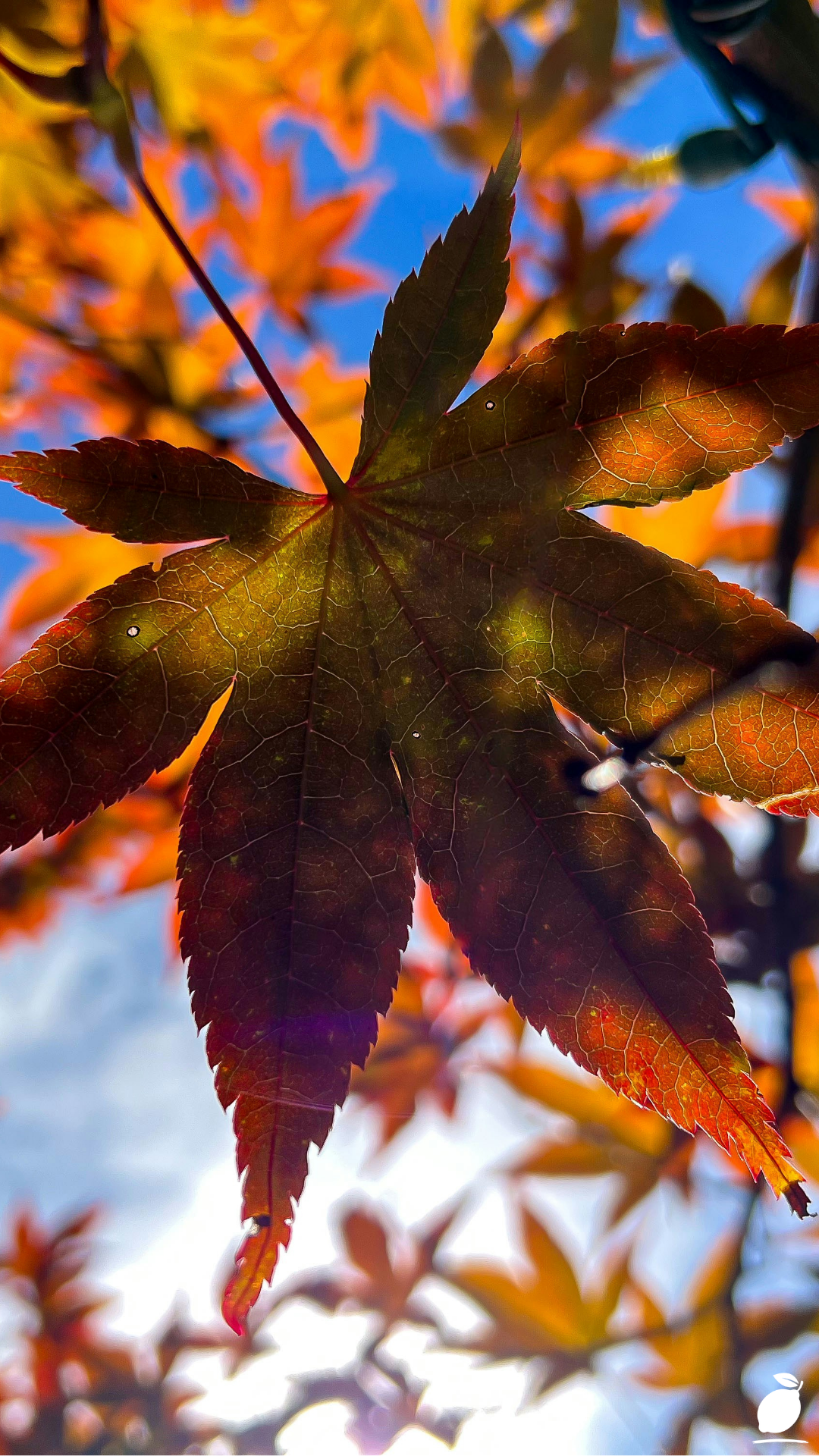 Things You May Be Surprised To Know About Japanese Maple Tree Landscape